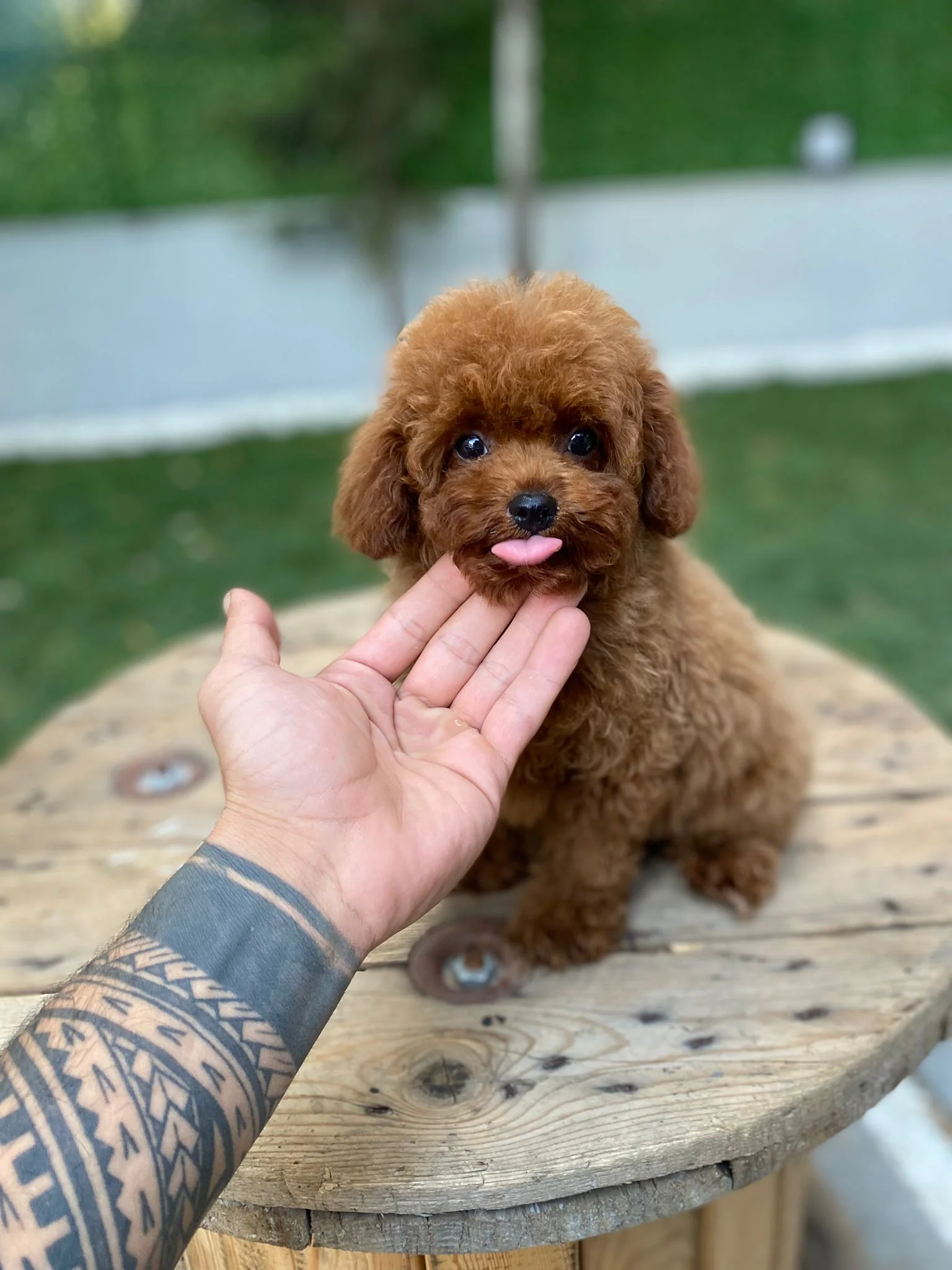 Toy Poodle Özellikleri: Karakter, Bakım ve Ev Yaşamı