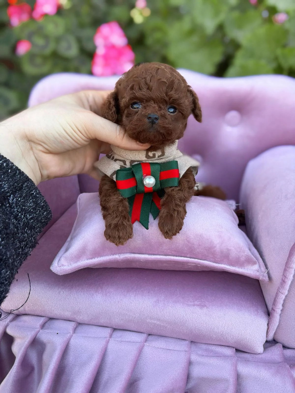 Kore Poodle Nedir? Toy Poodle ile İlişkisi ve Bakımı