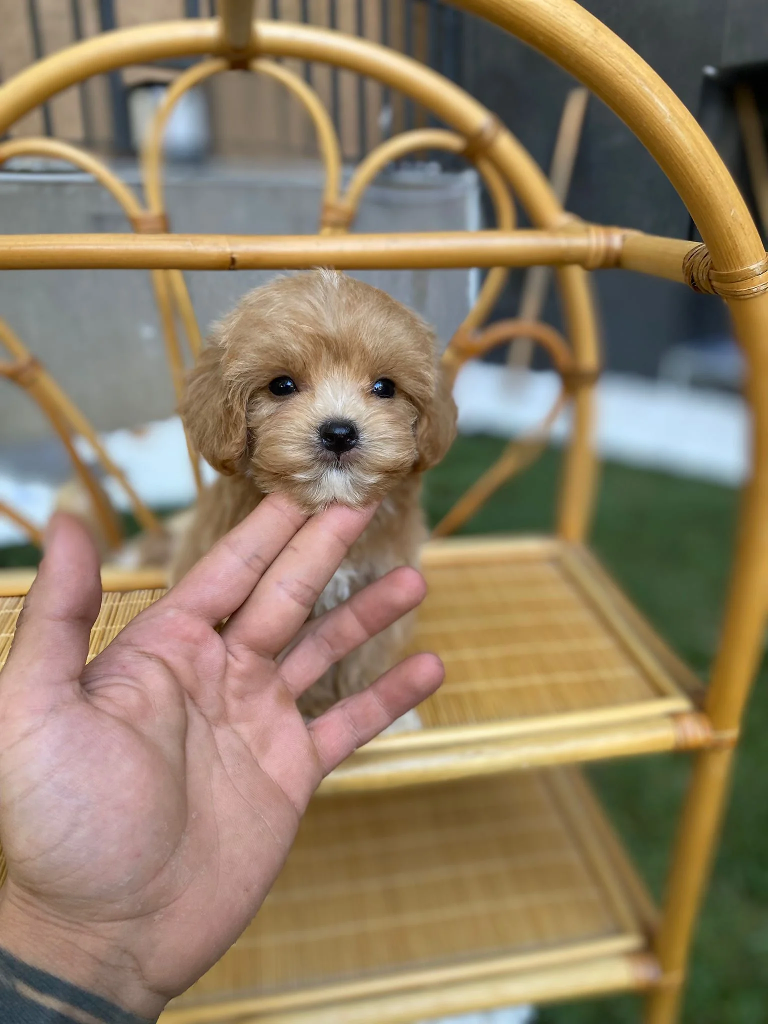 Maltipoo Özellikleri: Karakter, Bakım ve Tüy Yapısı