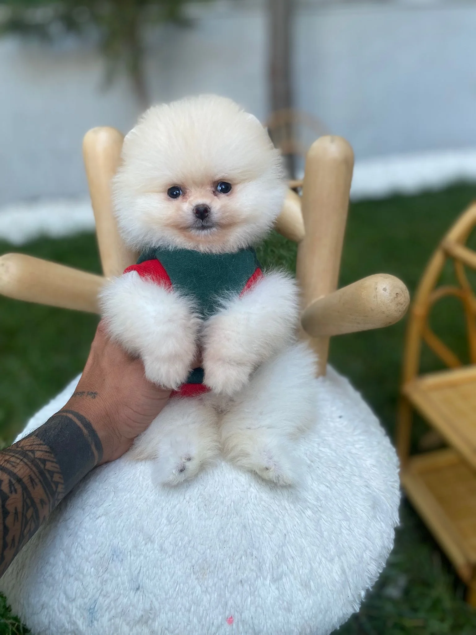 Pomeranian Bakımı: Tüy, Beslenme, Egzersiz ve Ev Yaşamı