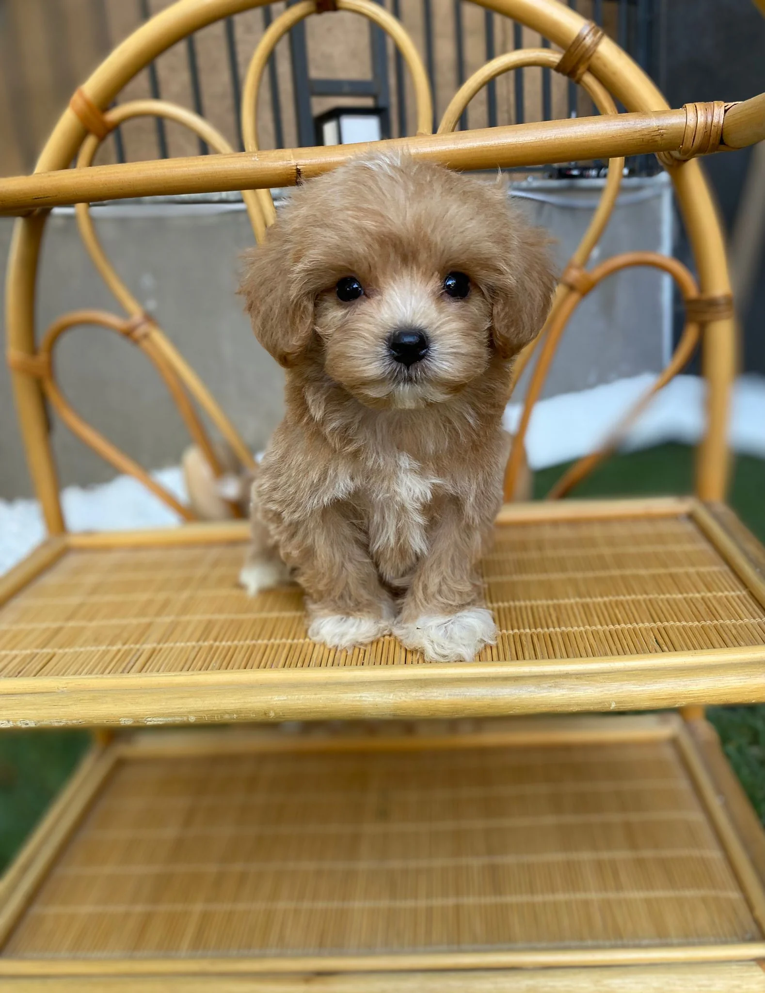 Yavru Köpek Tuvalet Eğitimi: Adım Adım Ev Rutini
