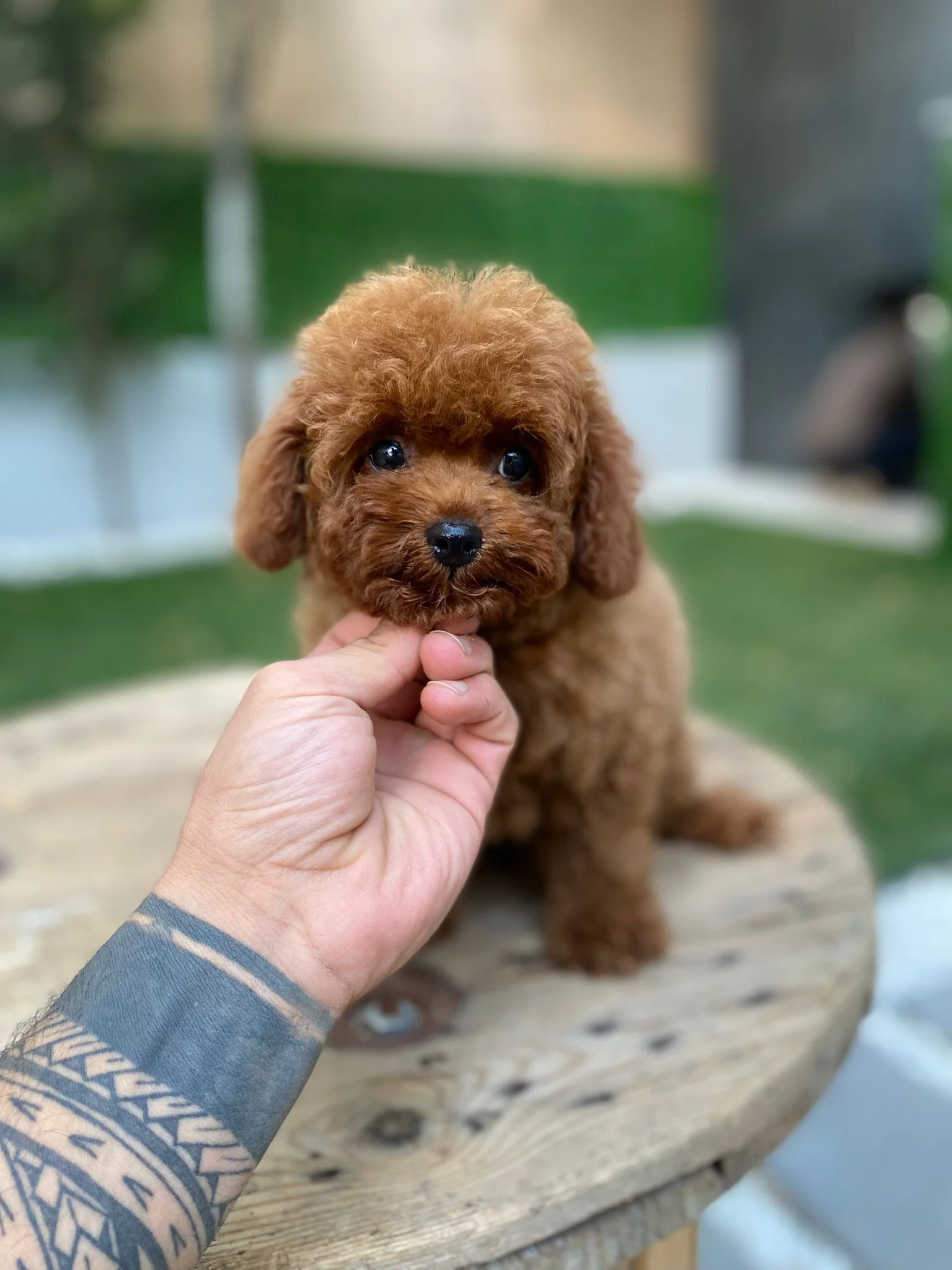 Yavru Köpek Eve İlk Geldiğinde: İlk 7 Gün Rehberi