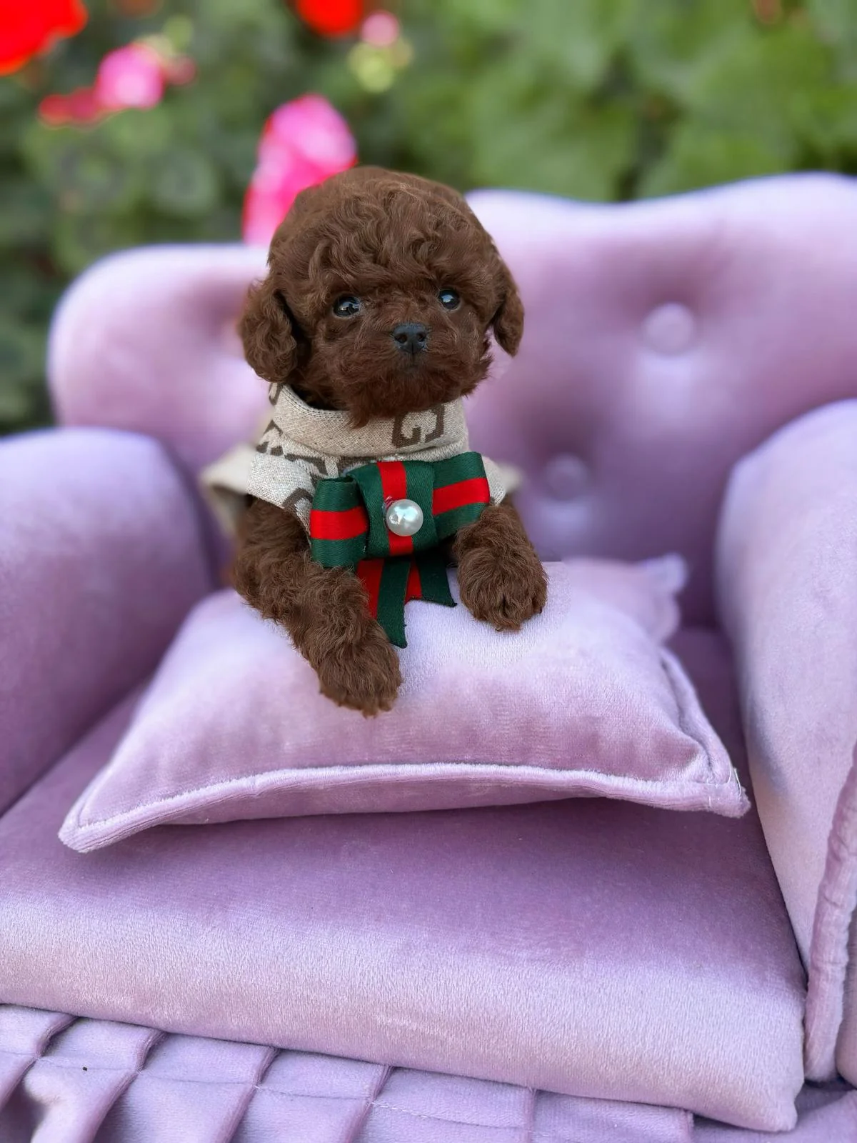 Küçük Irk Köpek Sahiplenmeden Önce Bilmeniz Gereken 10 Şey