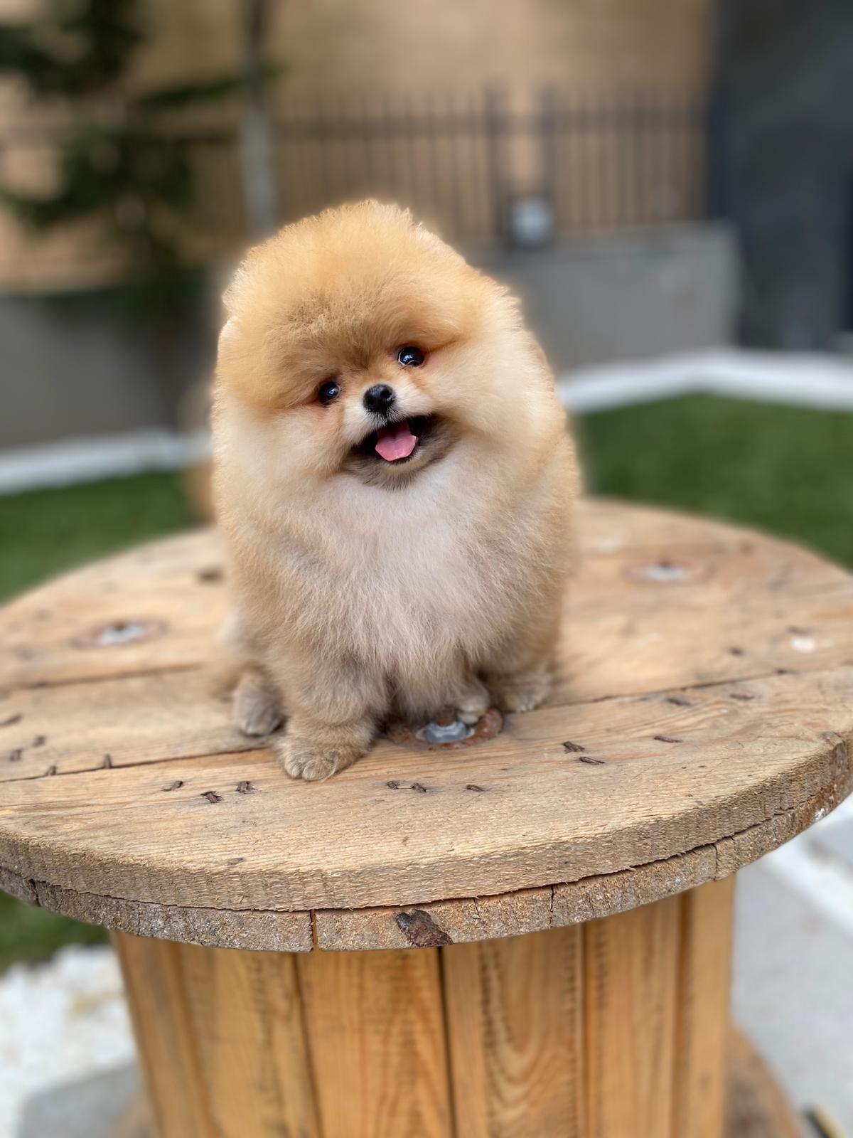Pomeranian