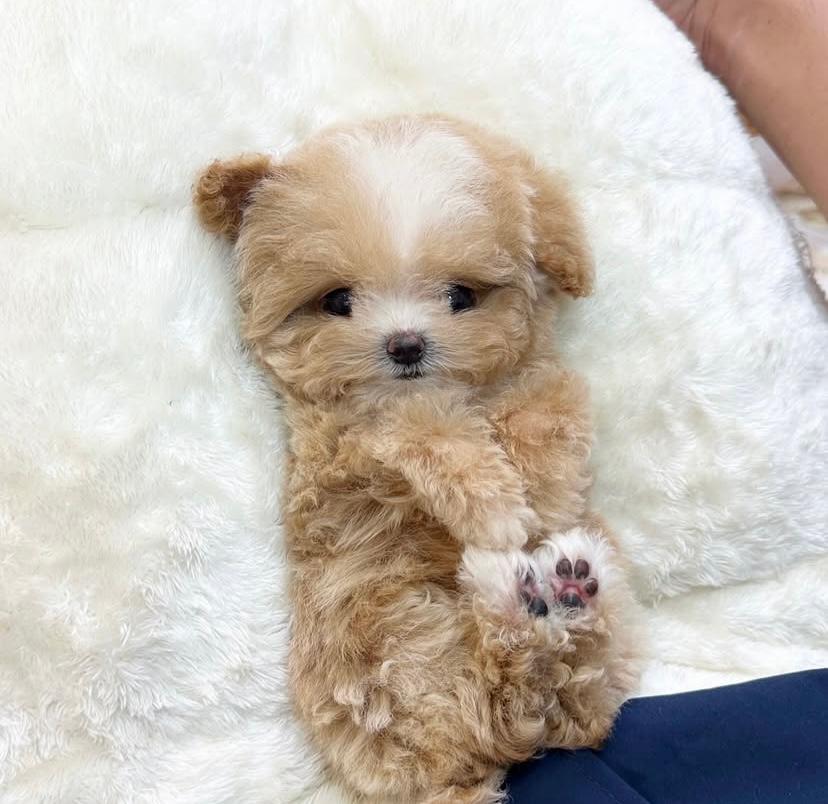 Maltipoo
