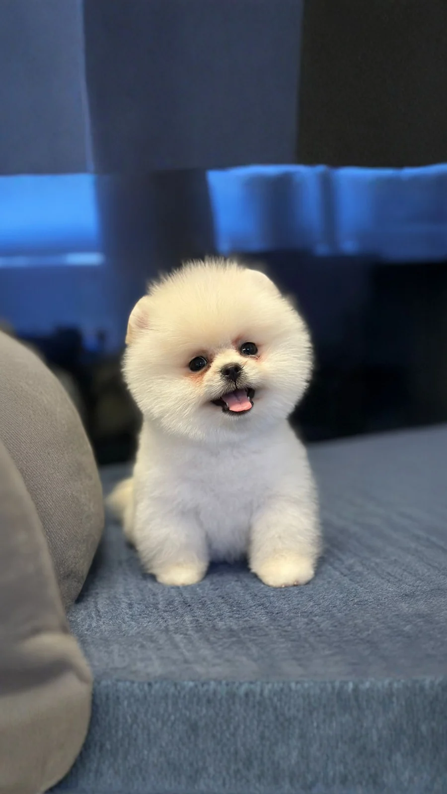 Bakım ortamında Pomeranian yavrusu