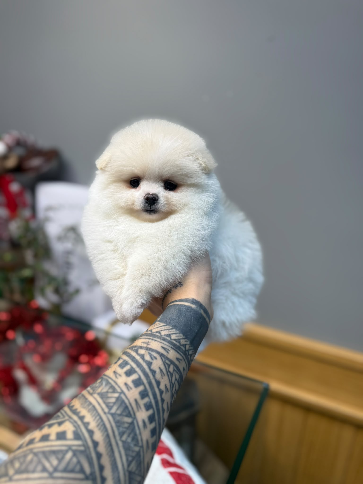 Alfie Teacup Kore Pomeranian