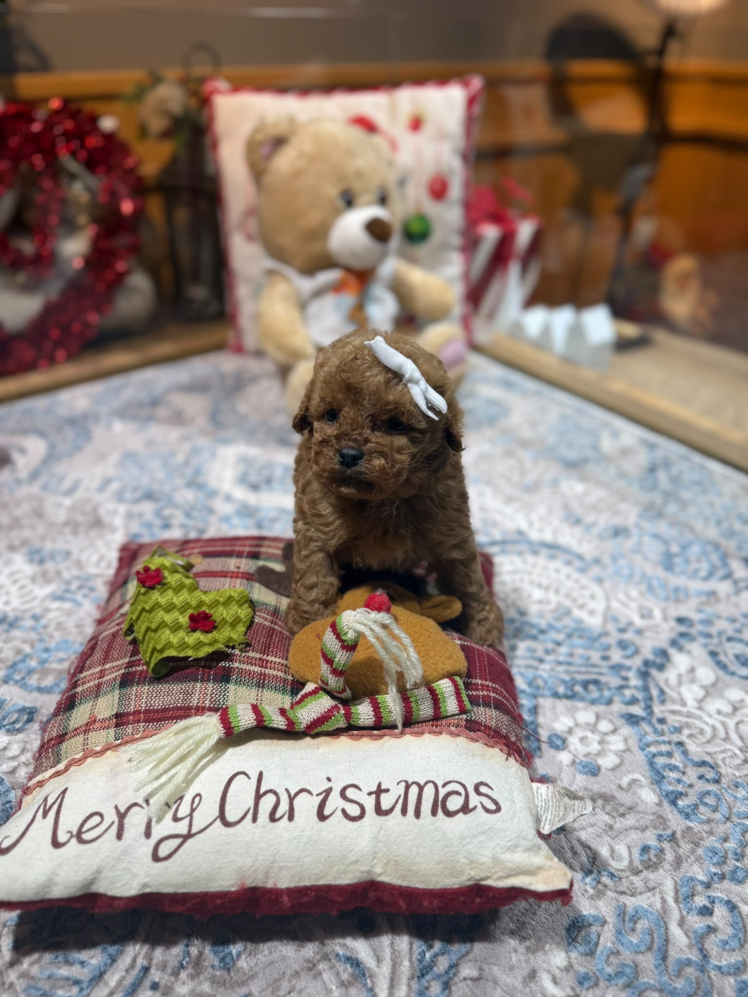 Archie - Kore Poodle