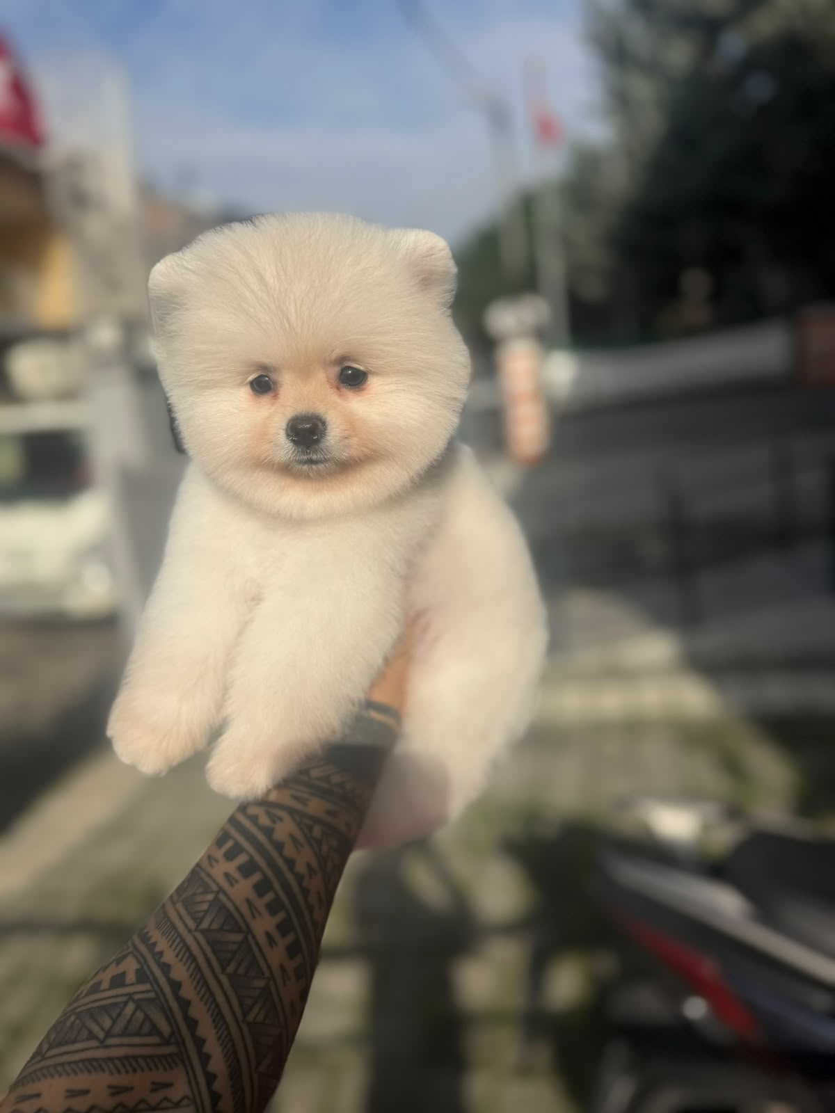 Beau Standart boy Kore Pomeranian