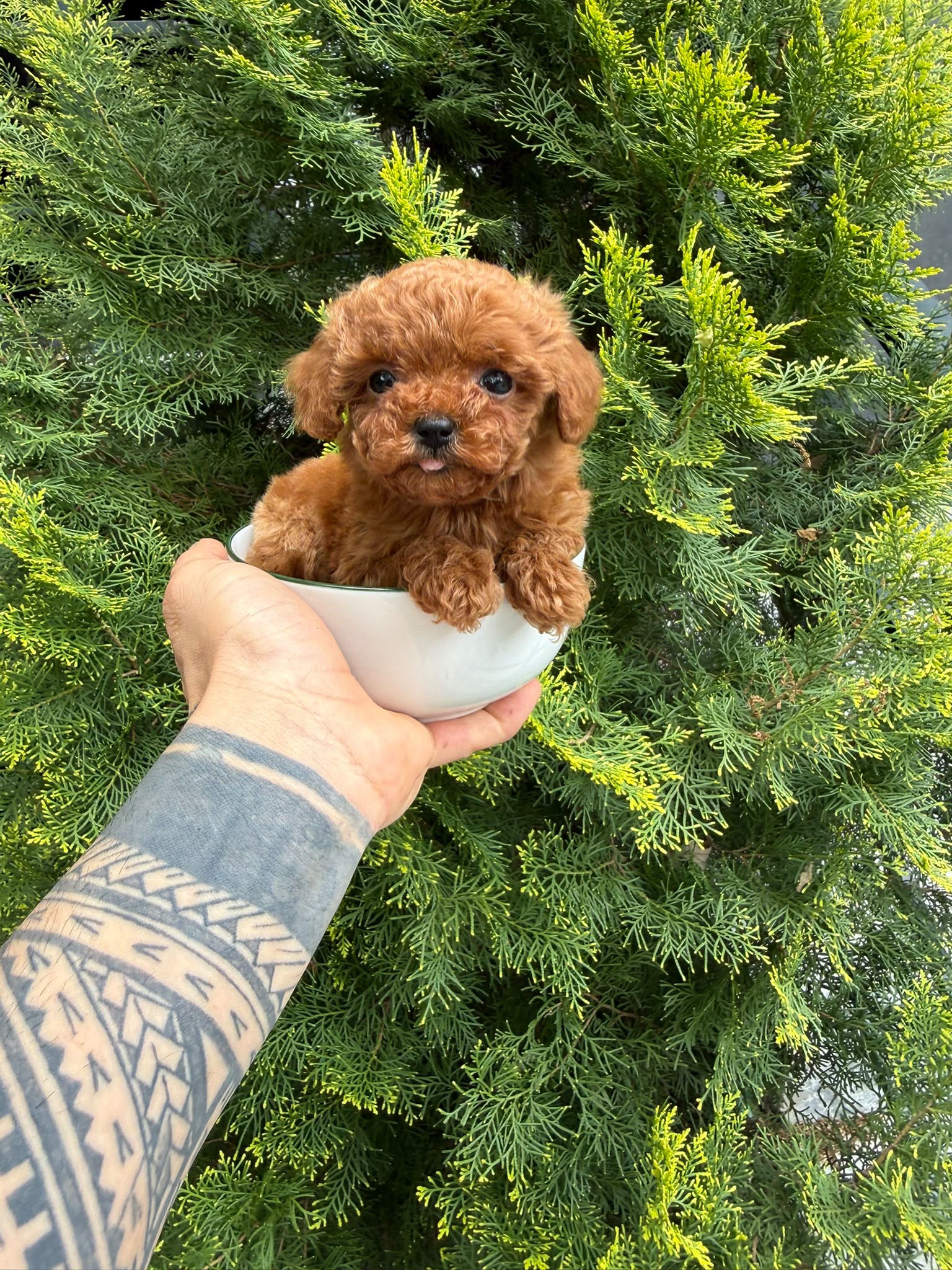 Bella Kore Poodle