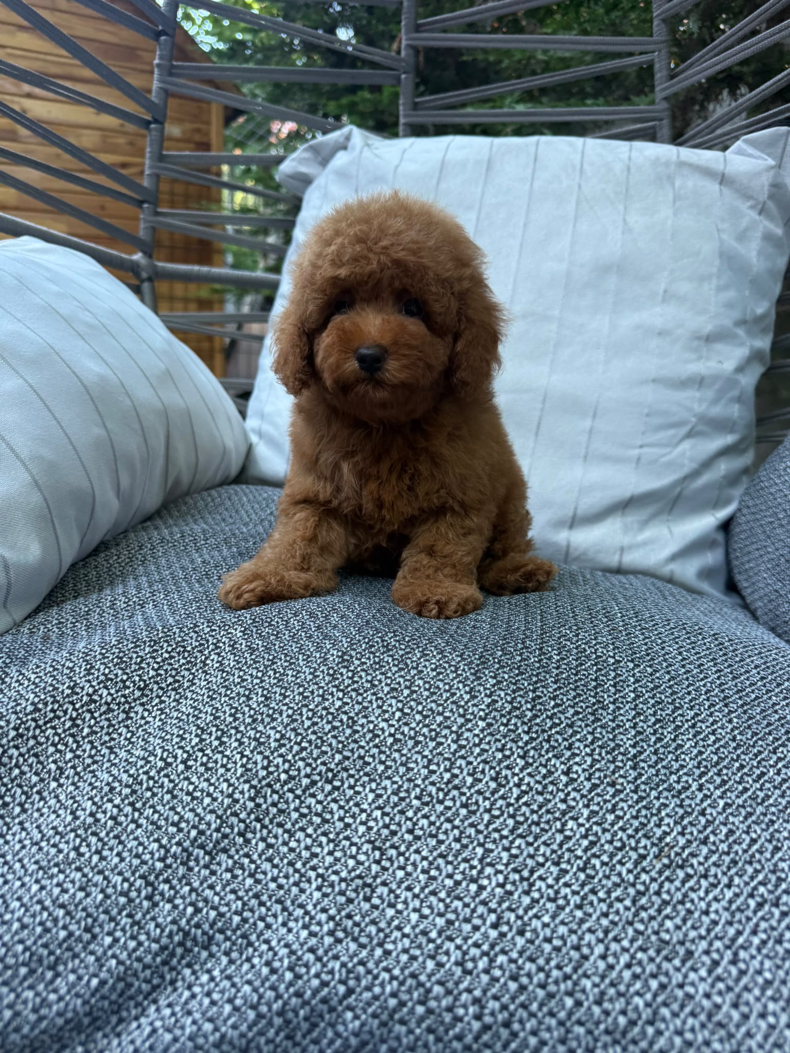 Benny Kore toy Poodle