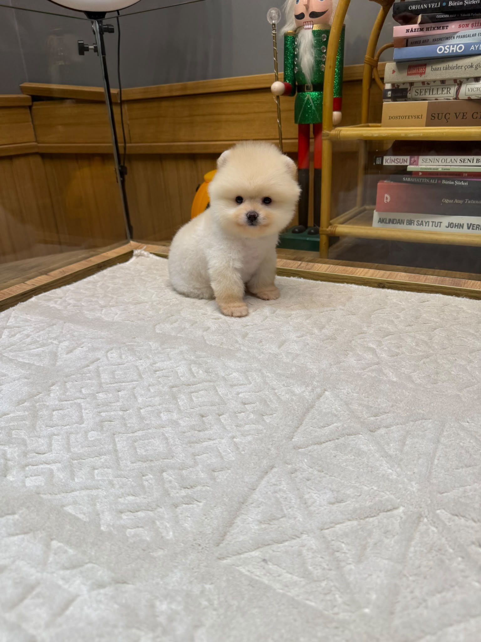 Bonnie Micro teacup Kore Pomeranian