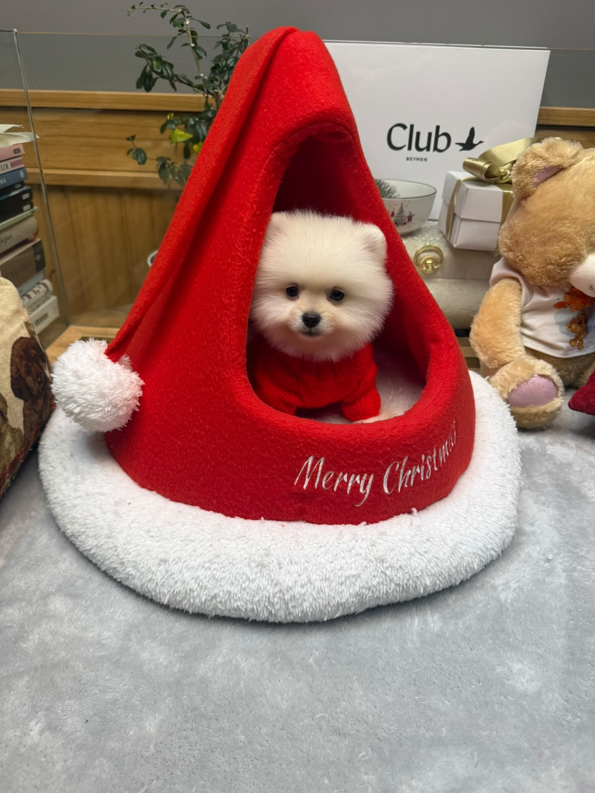 Bruno Standart Boy Kore Pomeranian