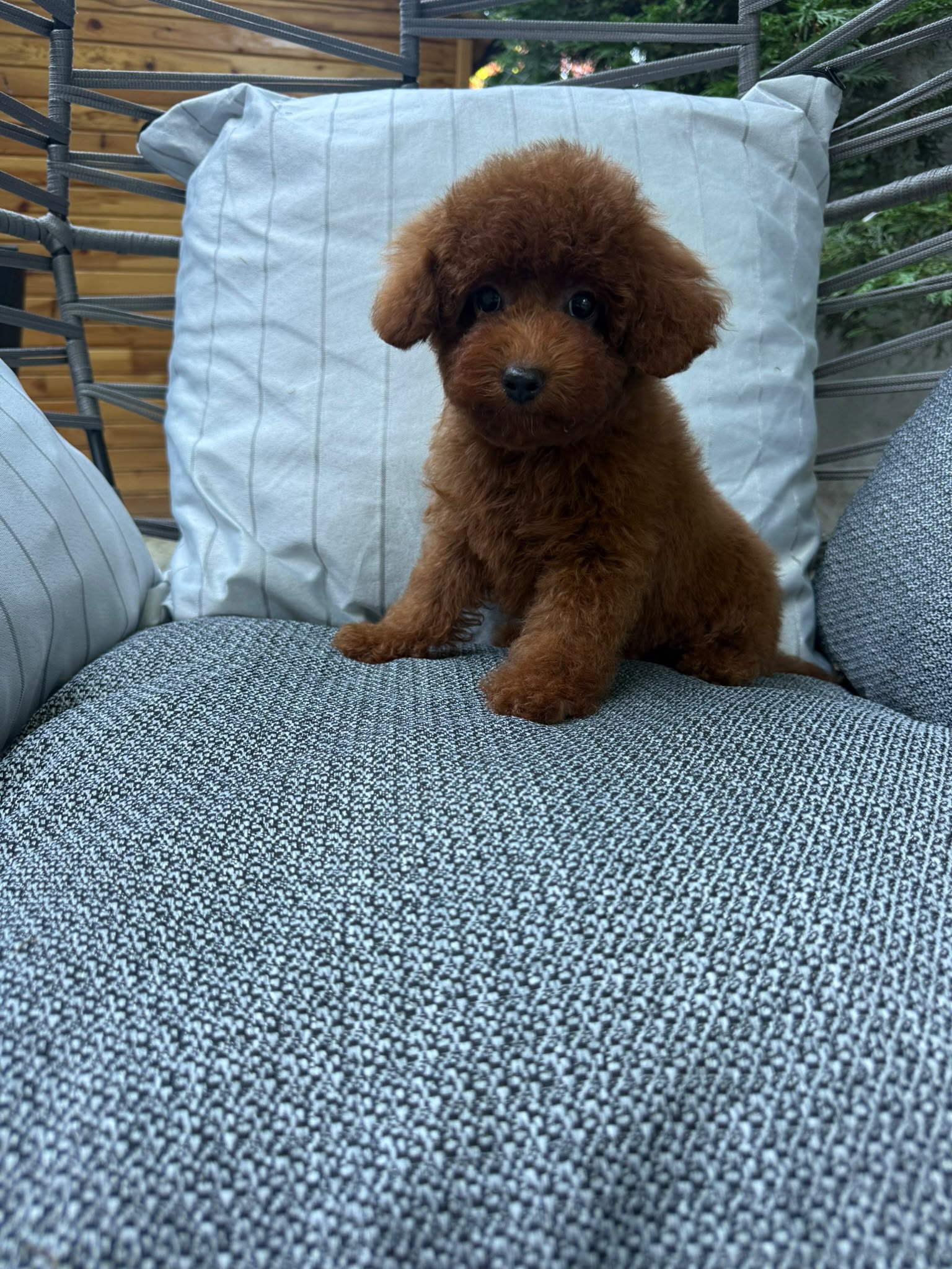 Charlie Kore toy Poodle