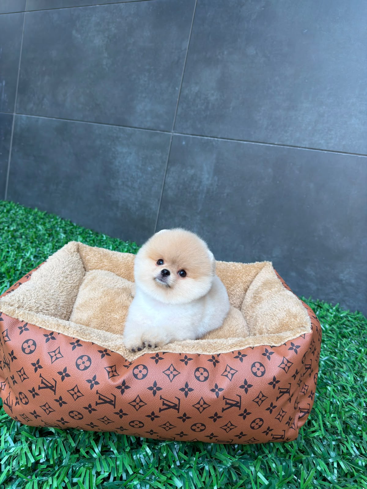 Cleo Micro teacup Kore Pomeranian