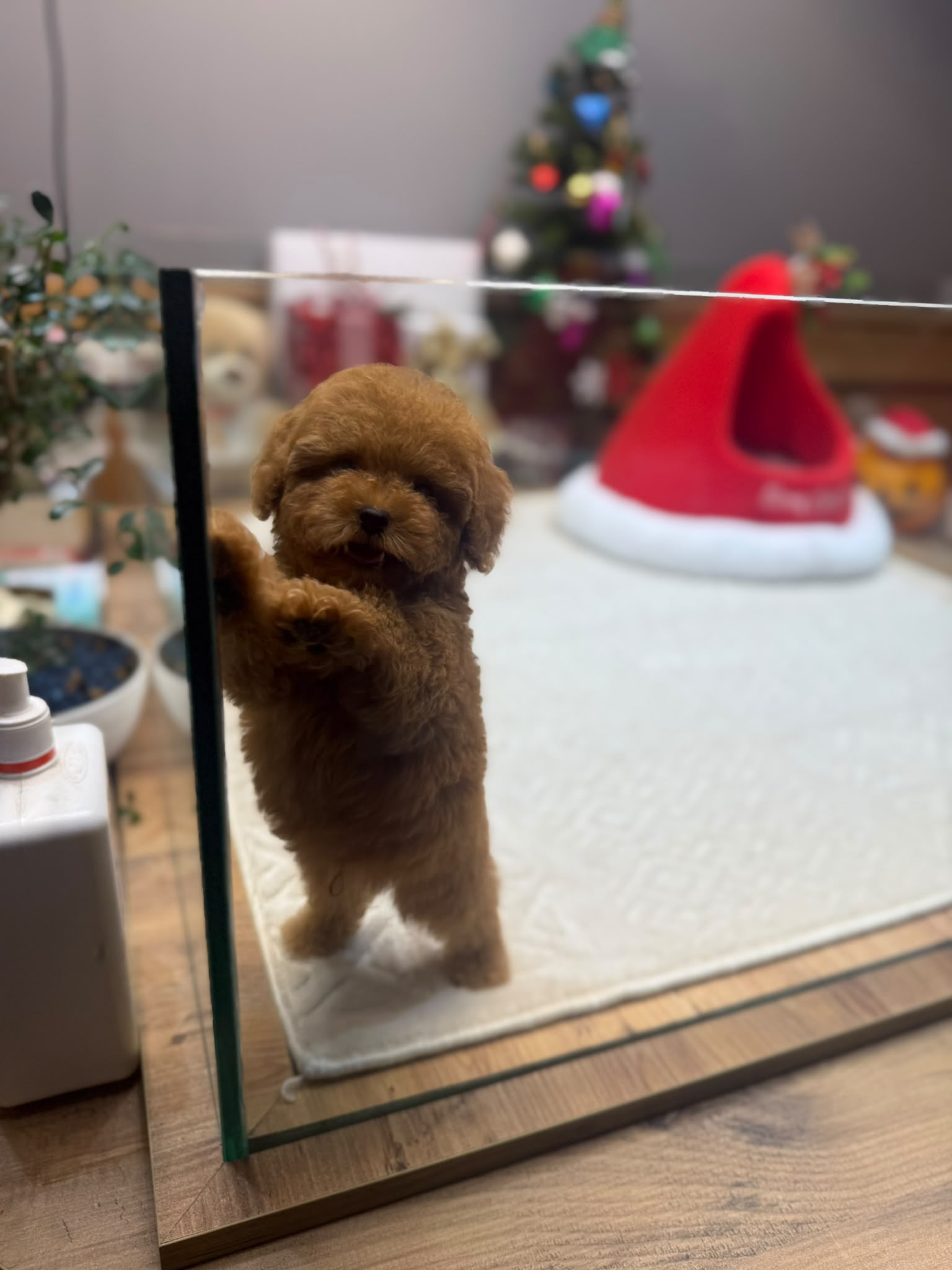 Coco Micro teacup Kore Poodle