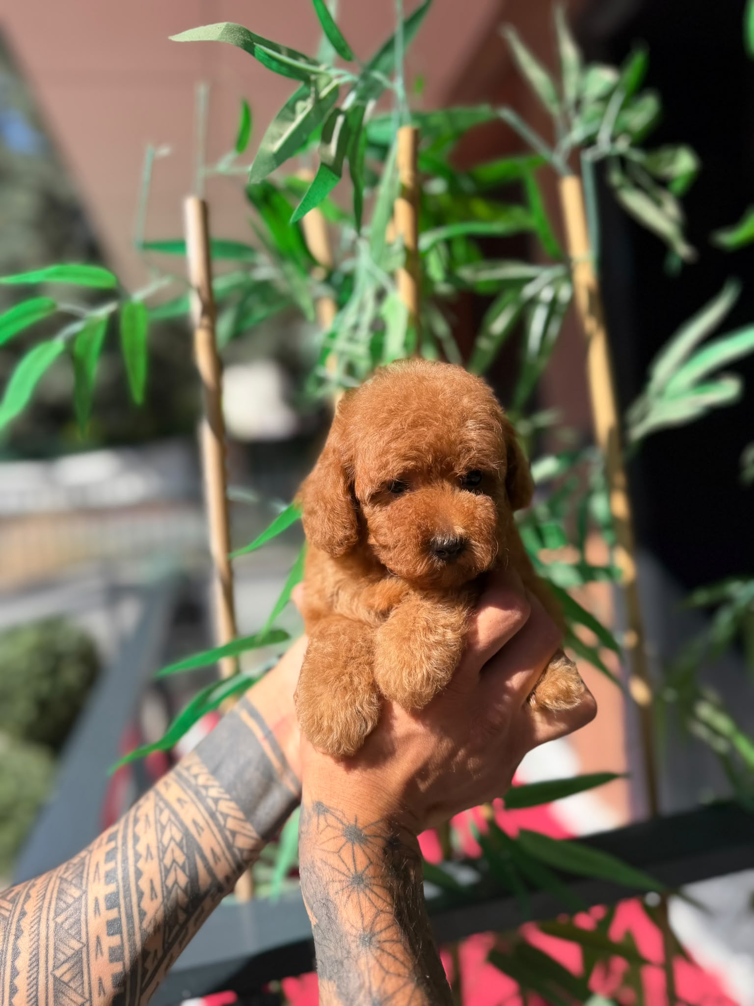 Daisy Teacup Kore Poodle