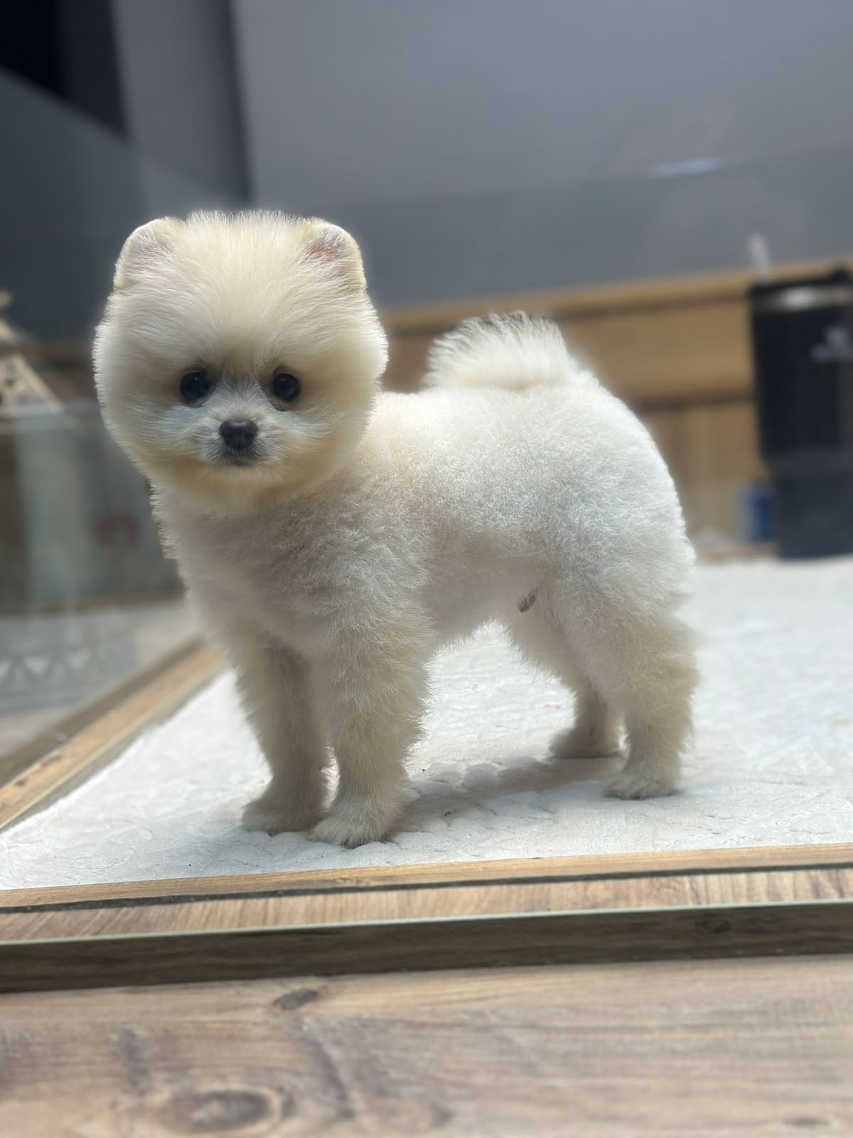 Dexter Standart boy Kore Pomeranian