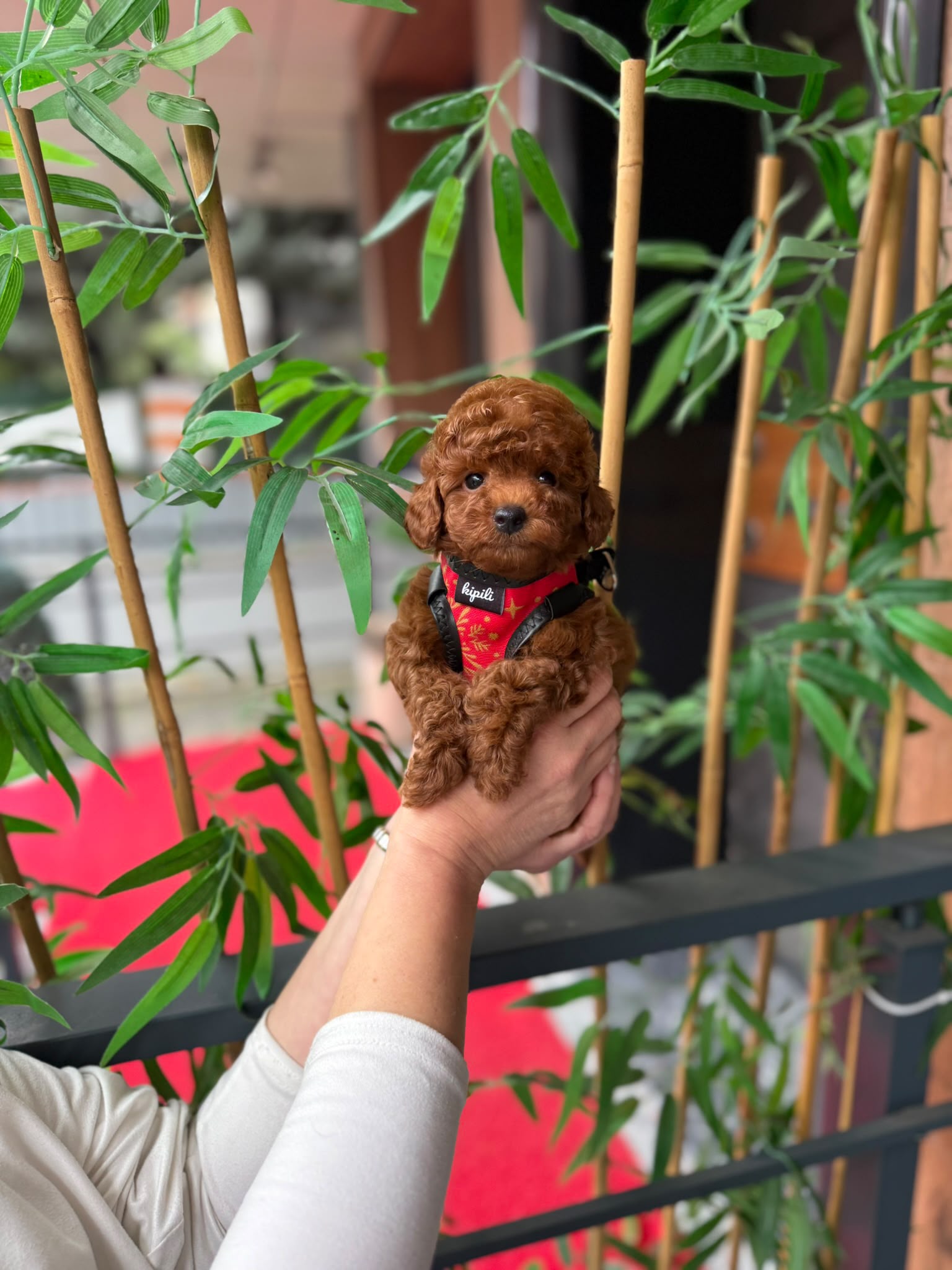 Finn - Kore Poodle