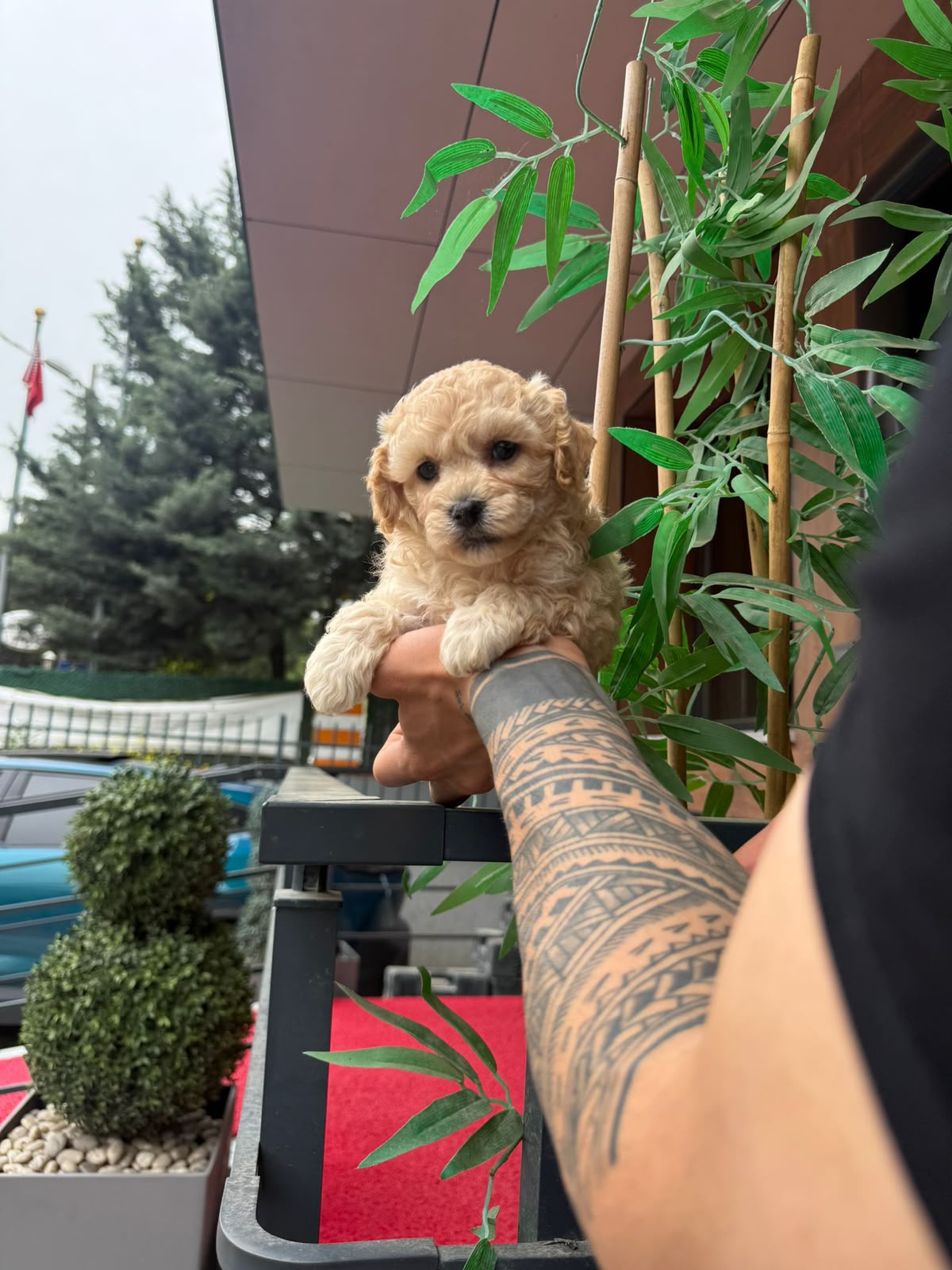 Hazel Kore Maltipoo