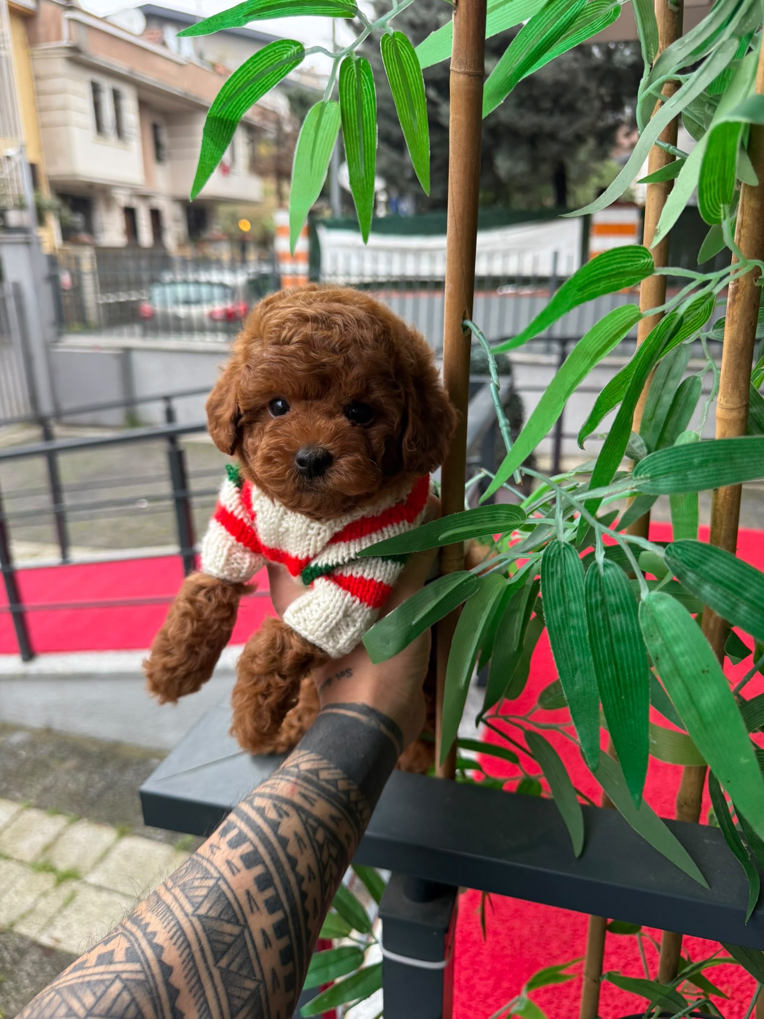 Ivy Kore toy Poodle