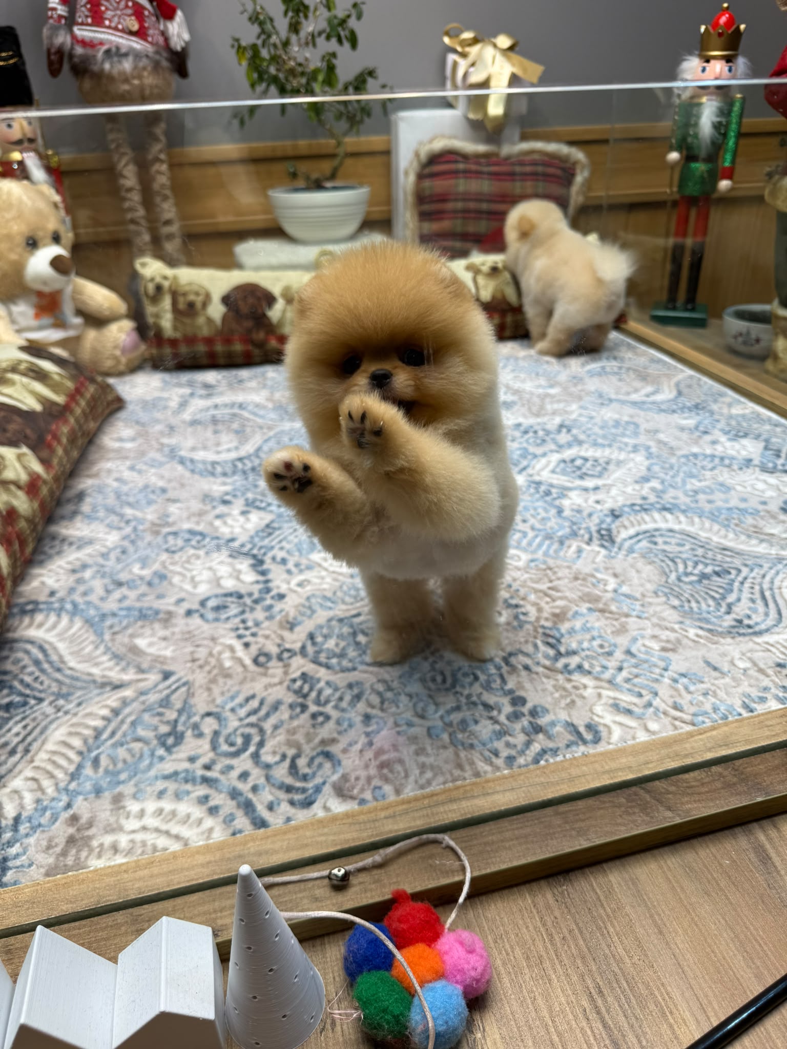 Jasper Teacup Kore Pomeranian