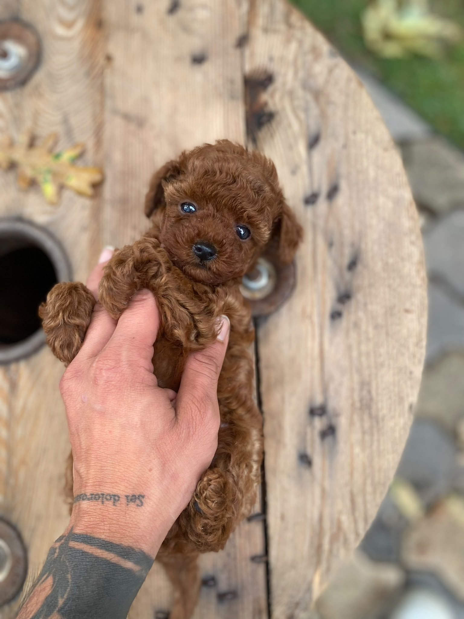 Leo Micro teacup Kore Poodle