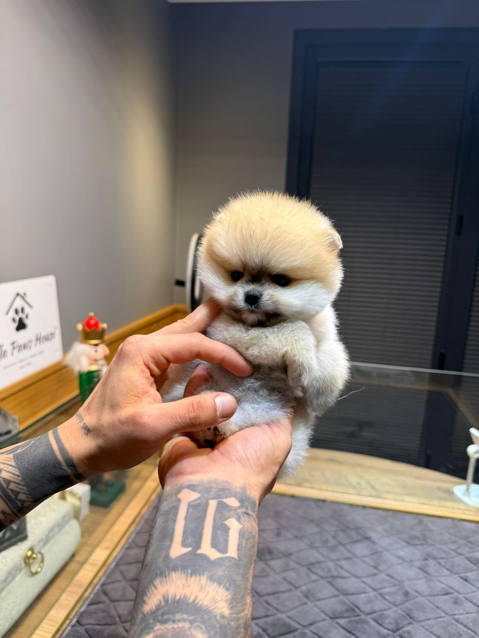 Lily Teacup Kore Pomeranian