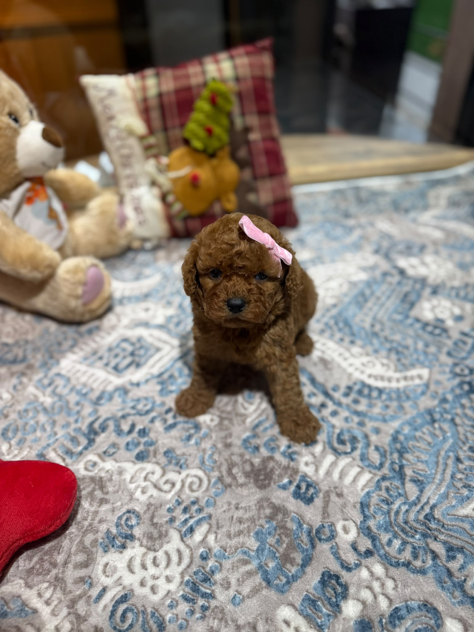 Lola Teacup Kore Poodle