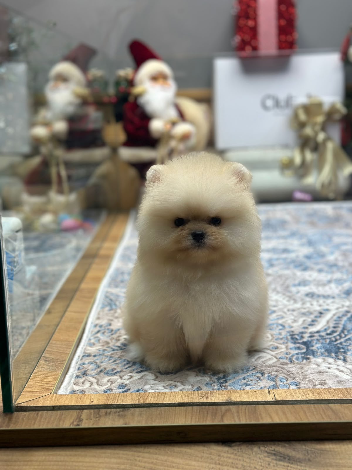Louie Pomeranian