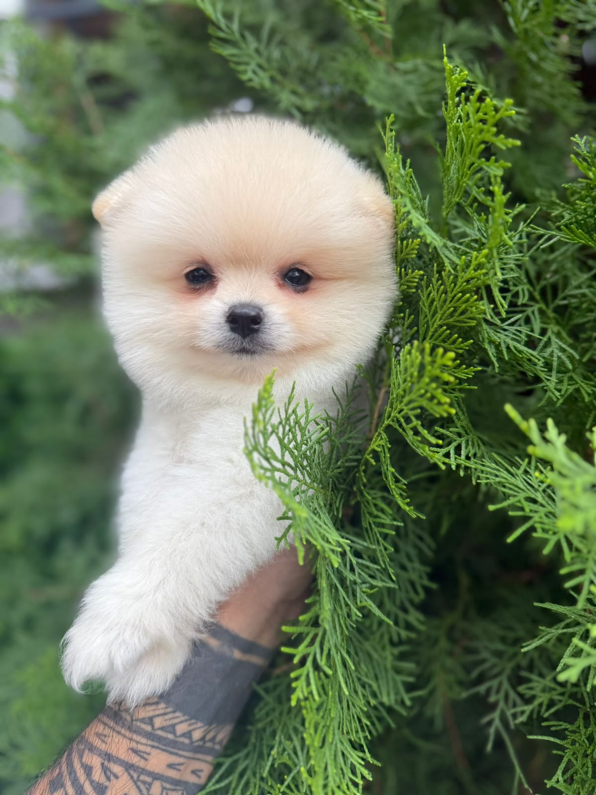 Luca Standart boy Kore Pomeranian