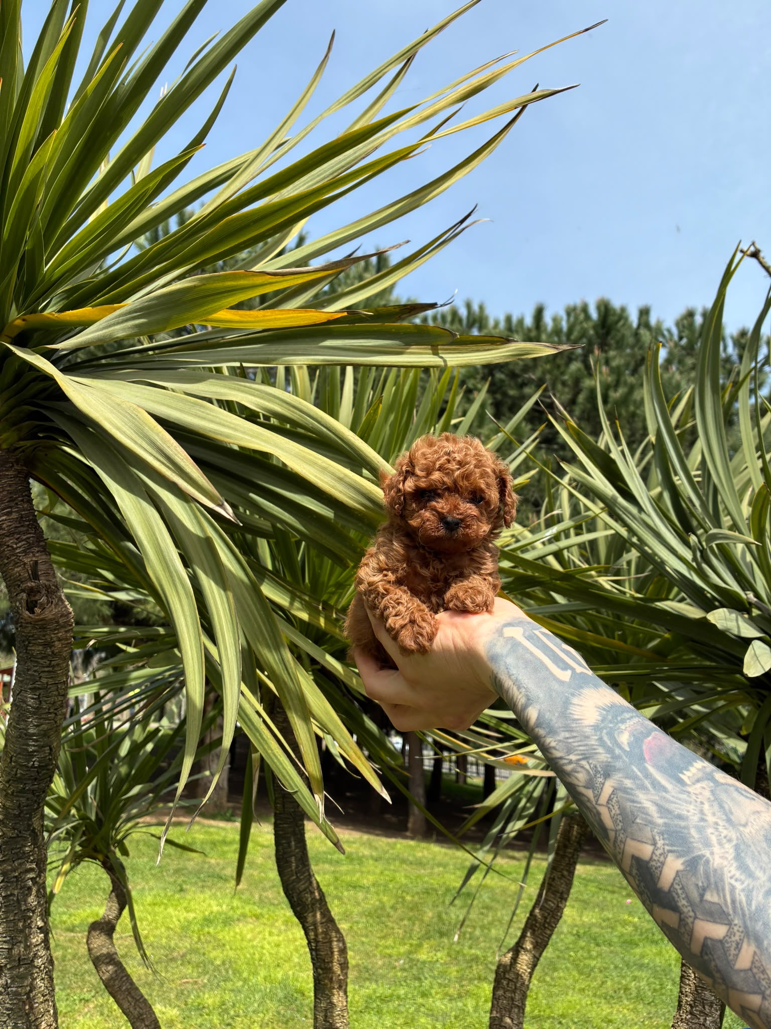 Luna Kore Poodle