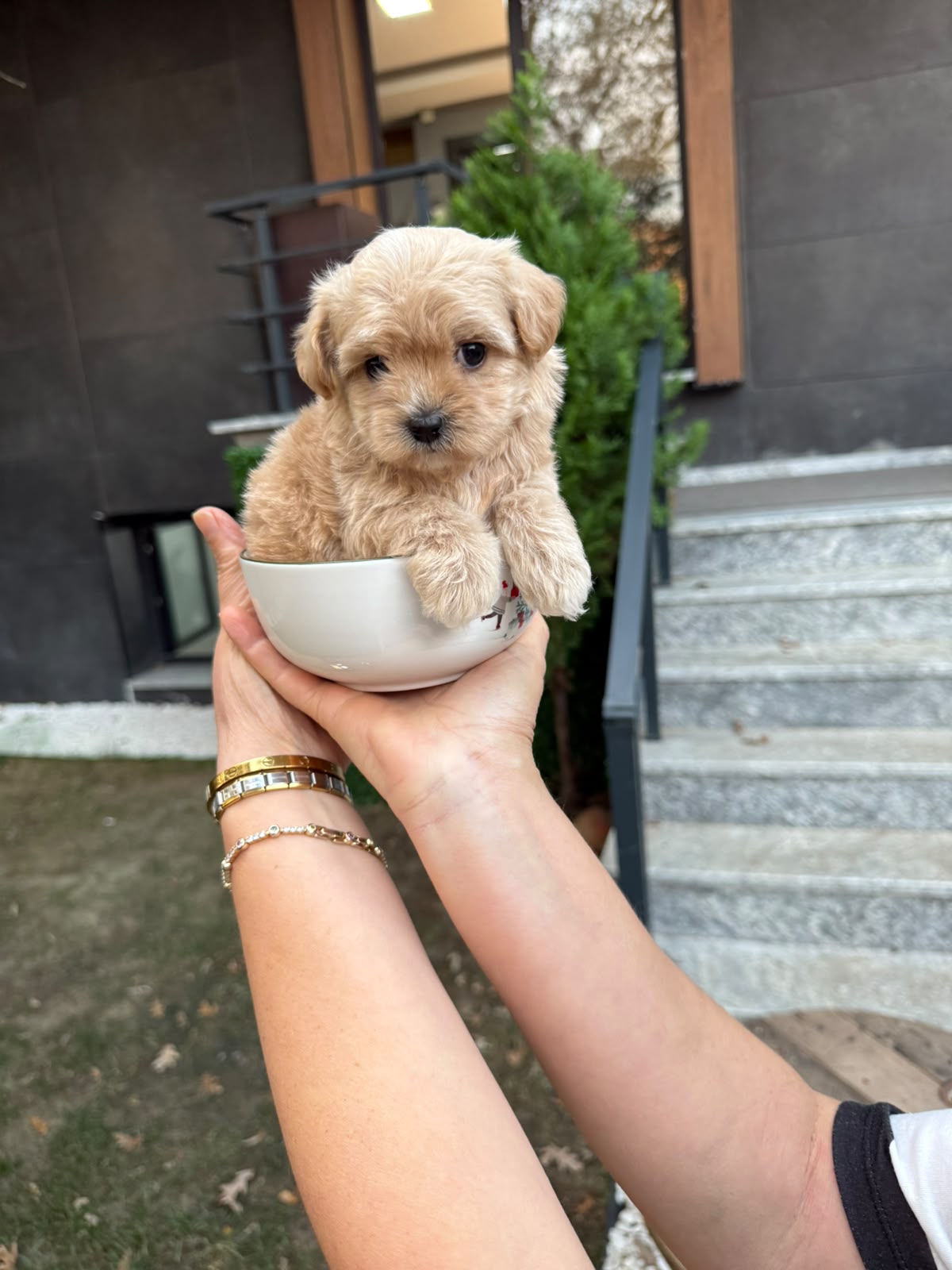 Mabel Maltipoo