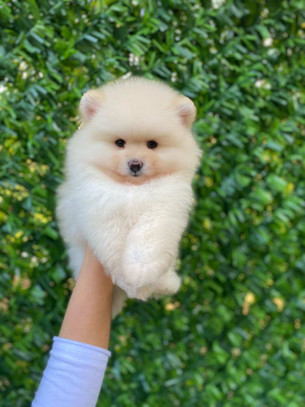 Maisie Standart boy Kore Pomeranian