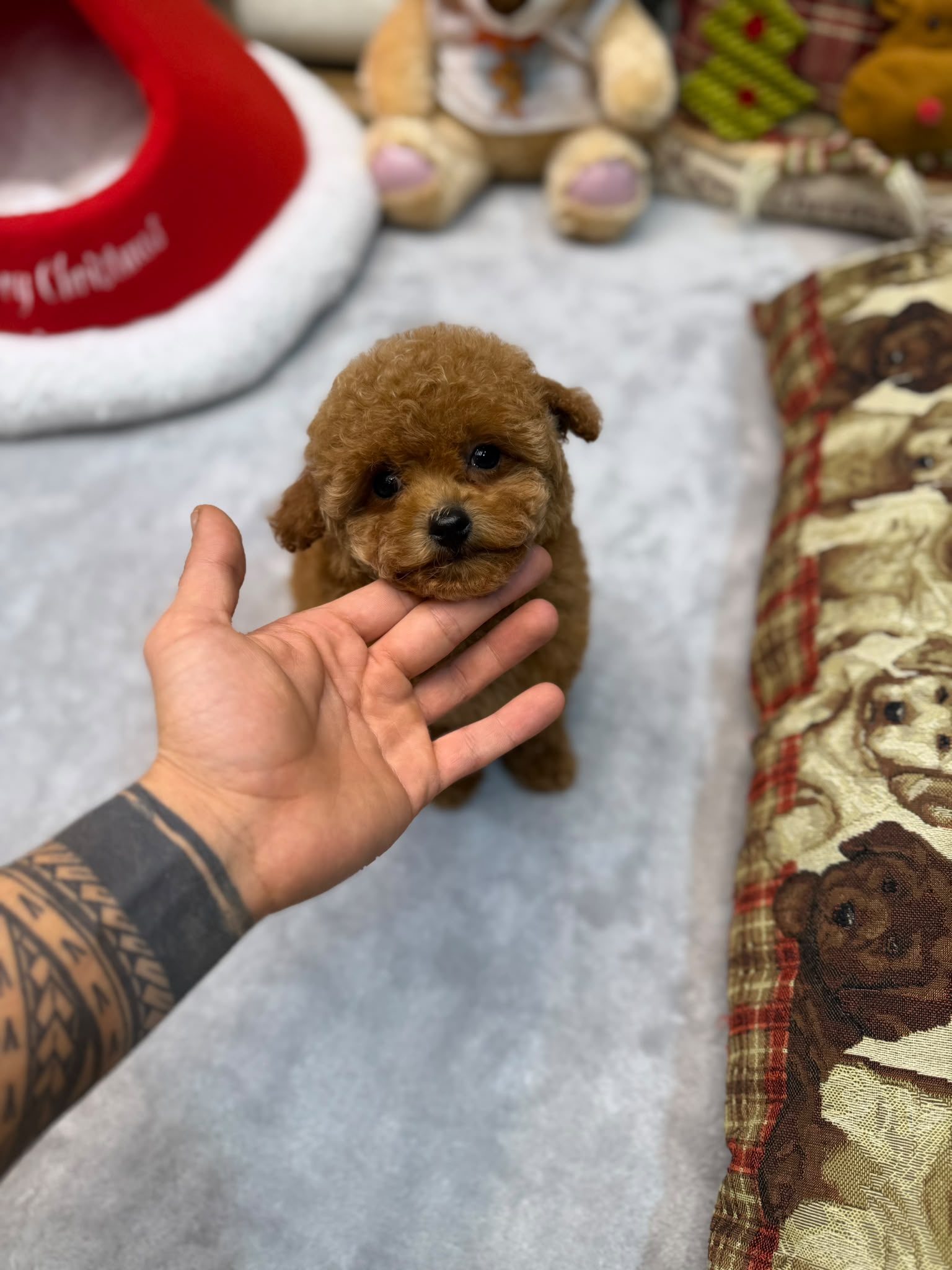 Max Kore toy Poodle