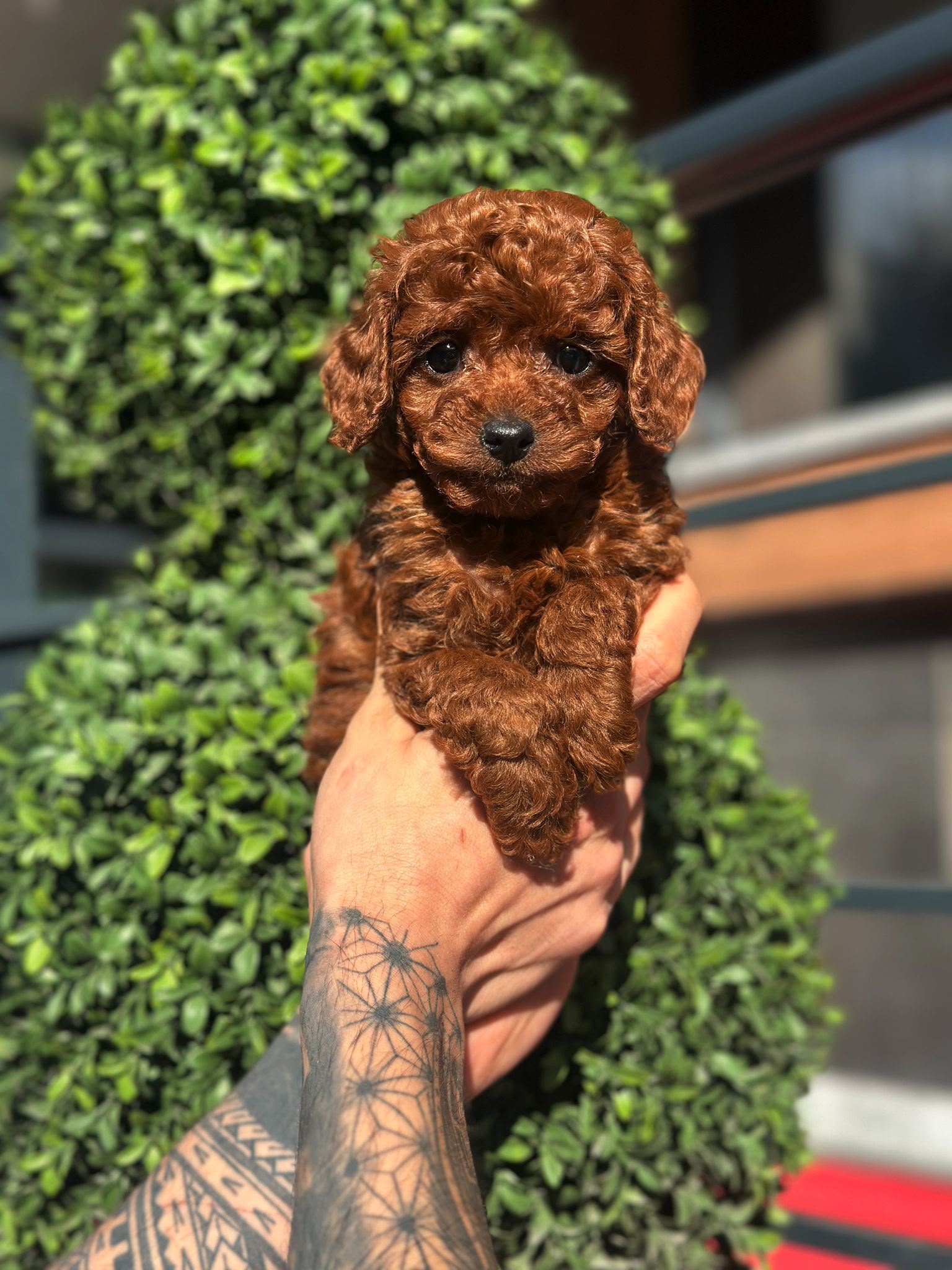 Mia Kore toy Poodle