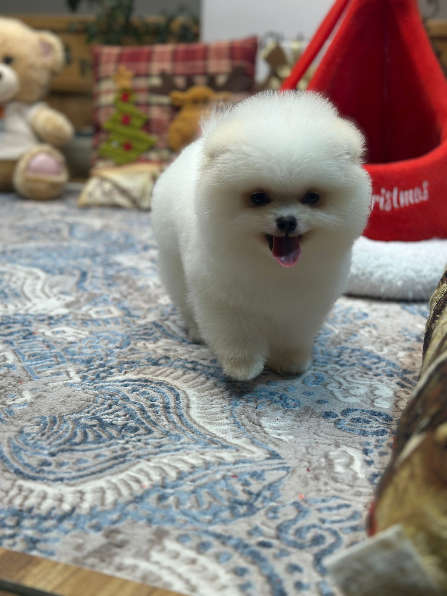 Millie Teacup Kore Pomeranian