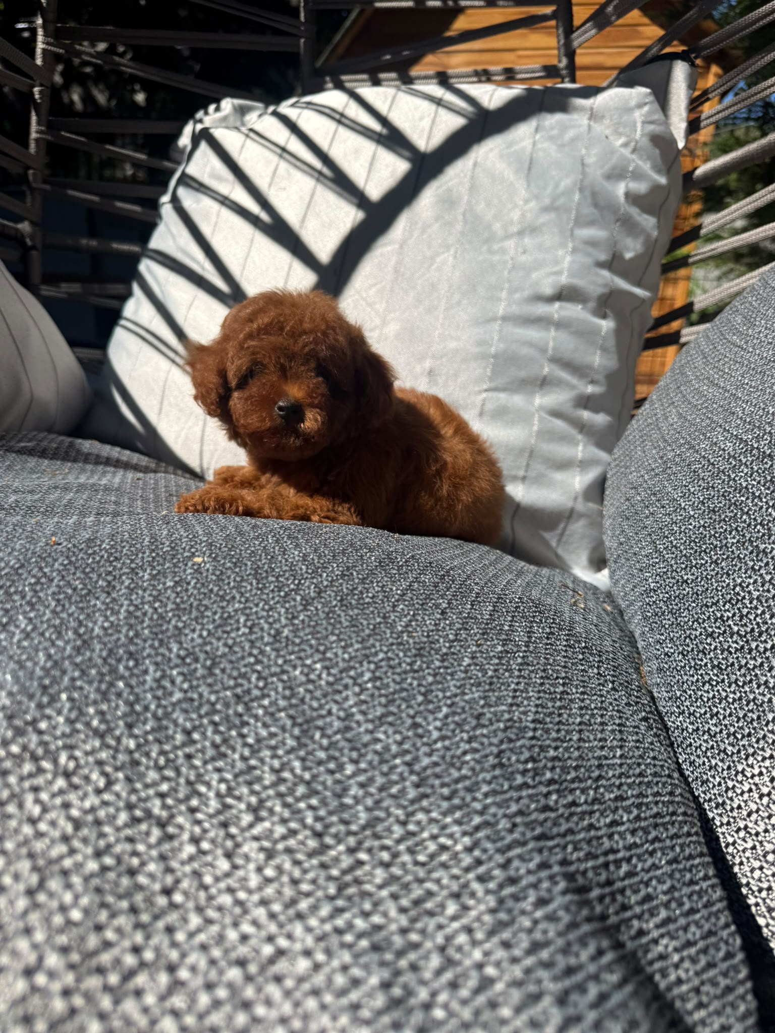 Milo Kore Poodle