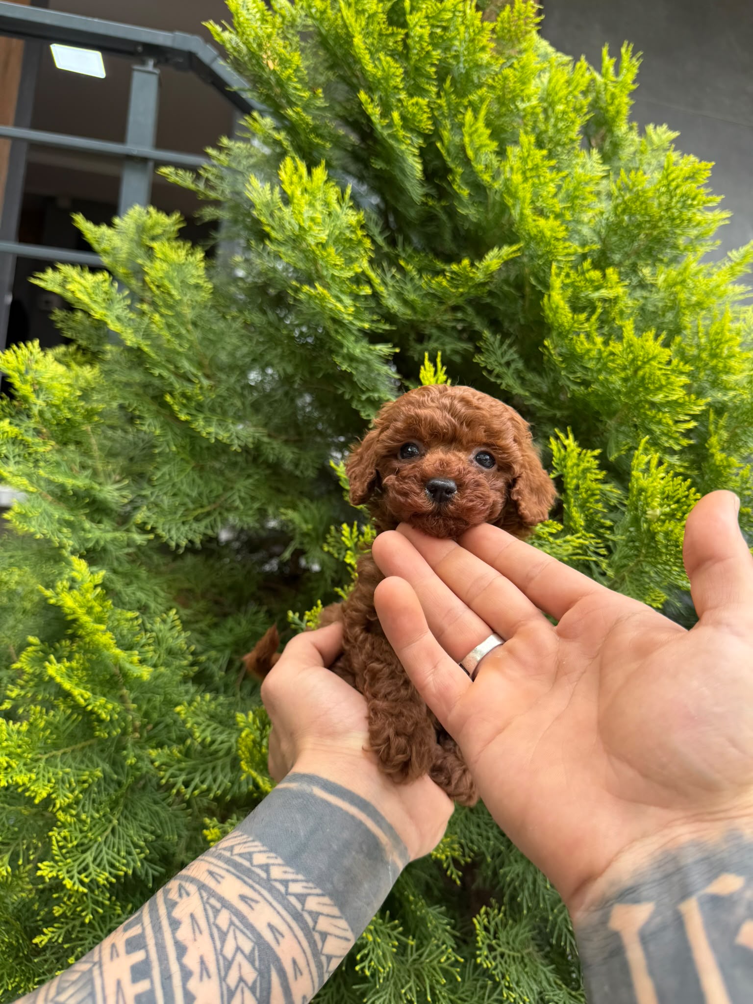 Nala Teacup Kore Poodle