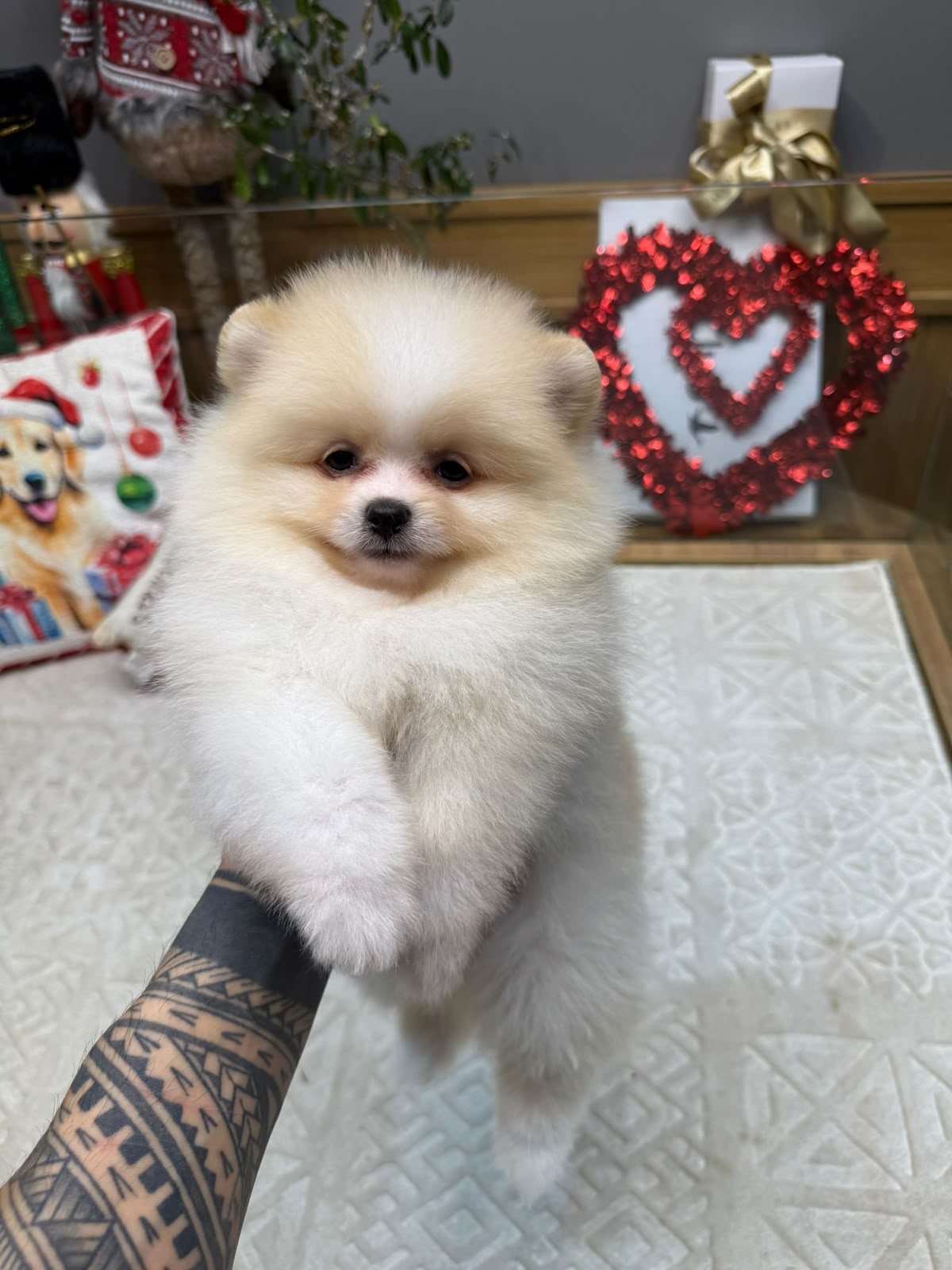 Olive Standart boy Kore Pomeranian