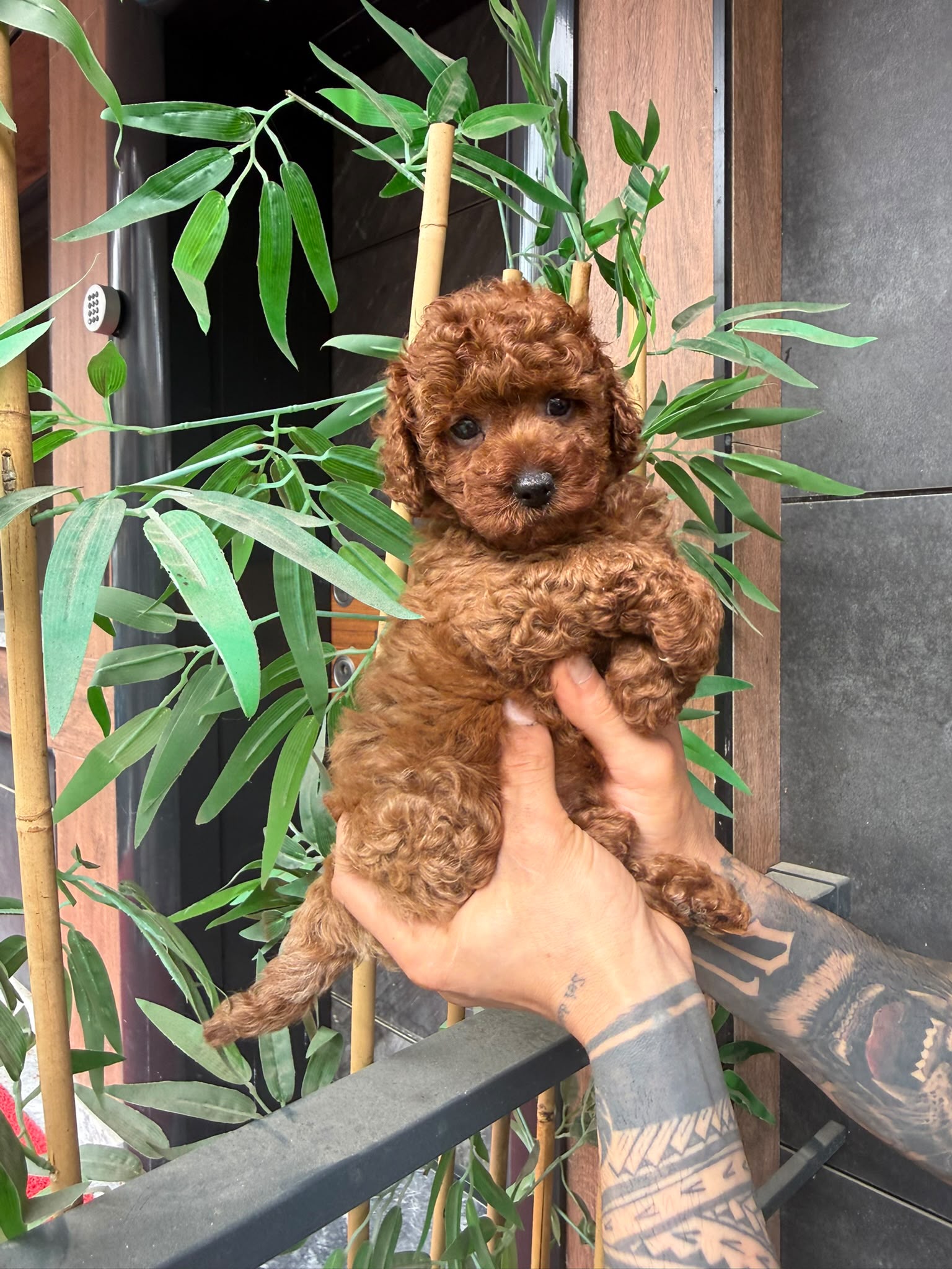 Ollie - Kore Poodle
