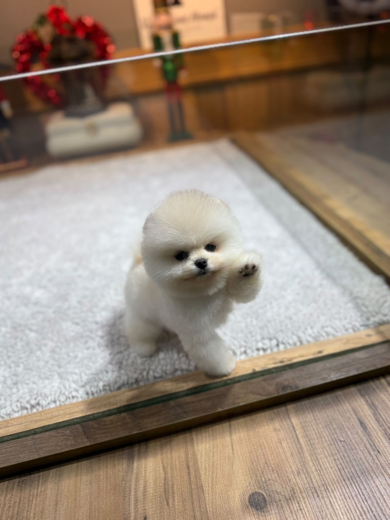 Oscar Pomeranian
