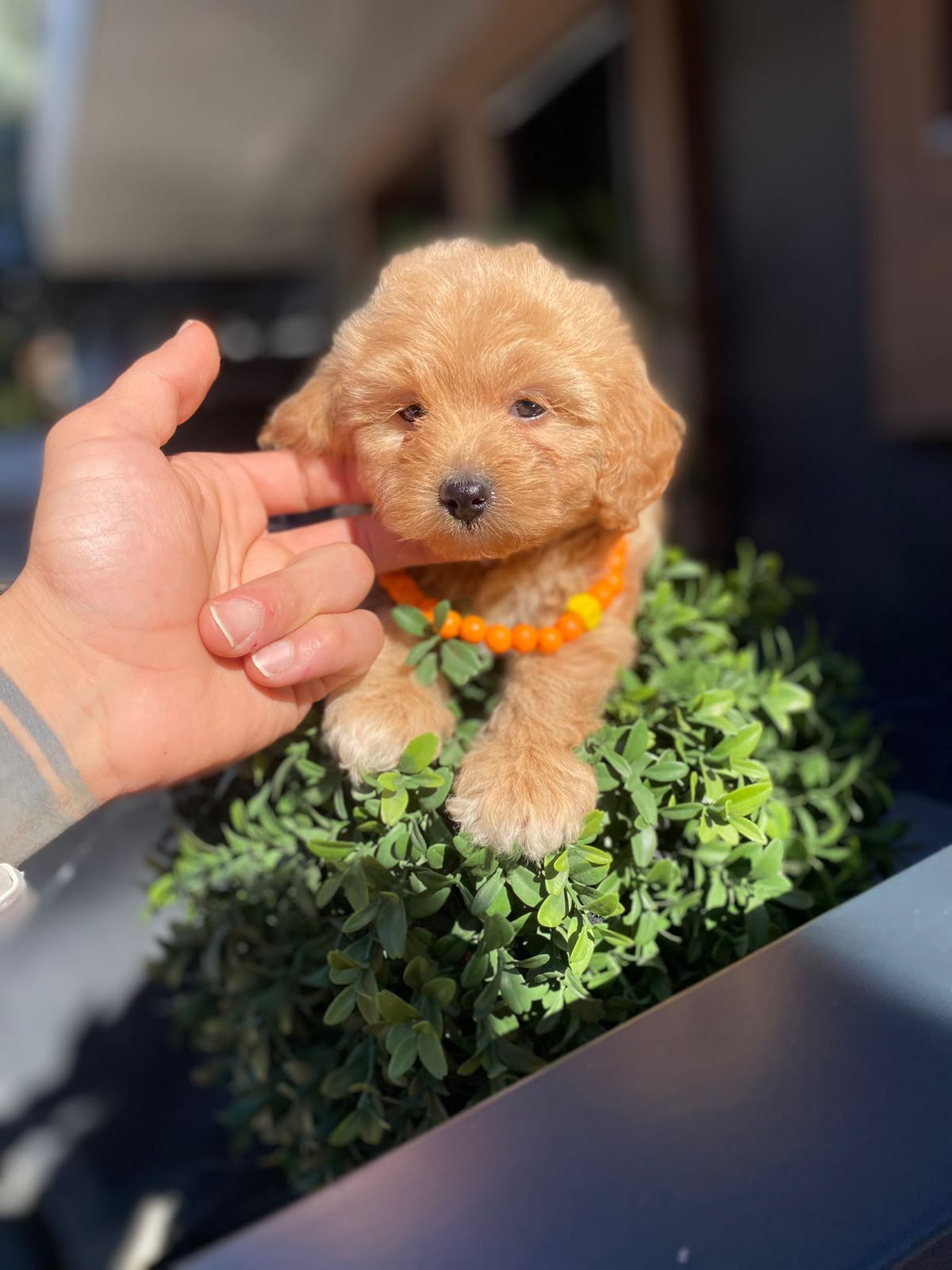 Otis Kore Maltipoo