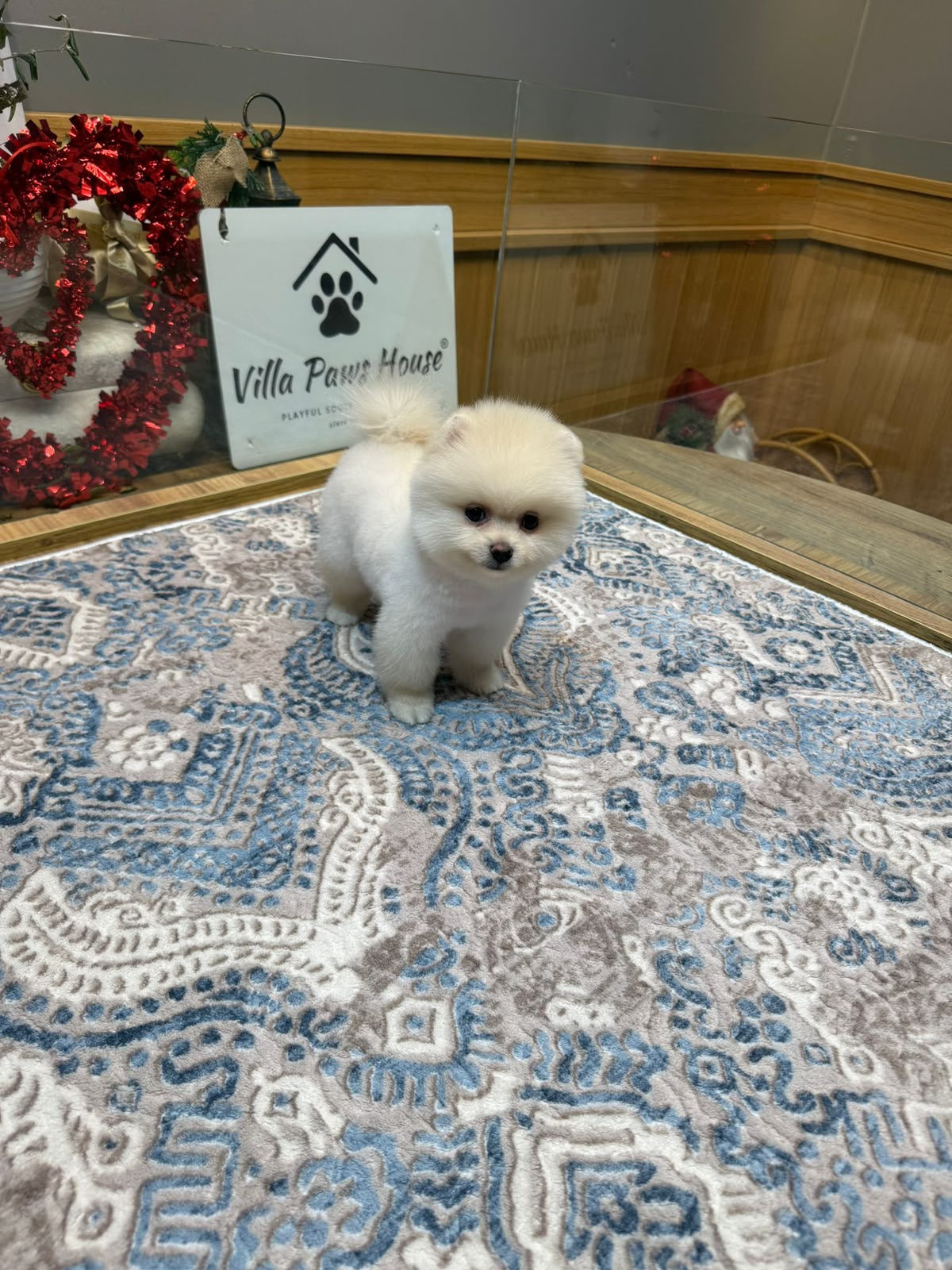 Penny Standart boy Kore Pomeranian