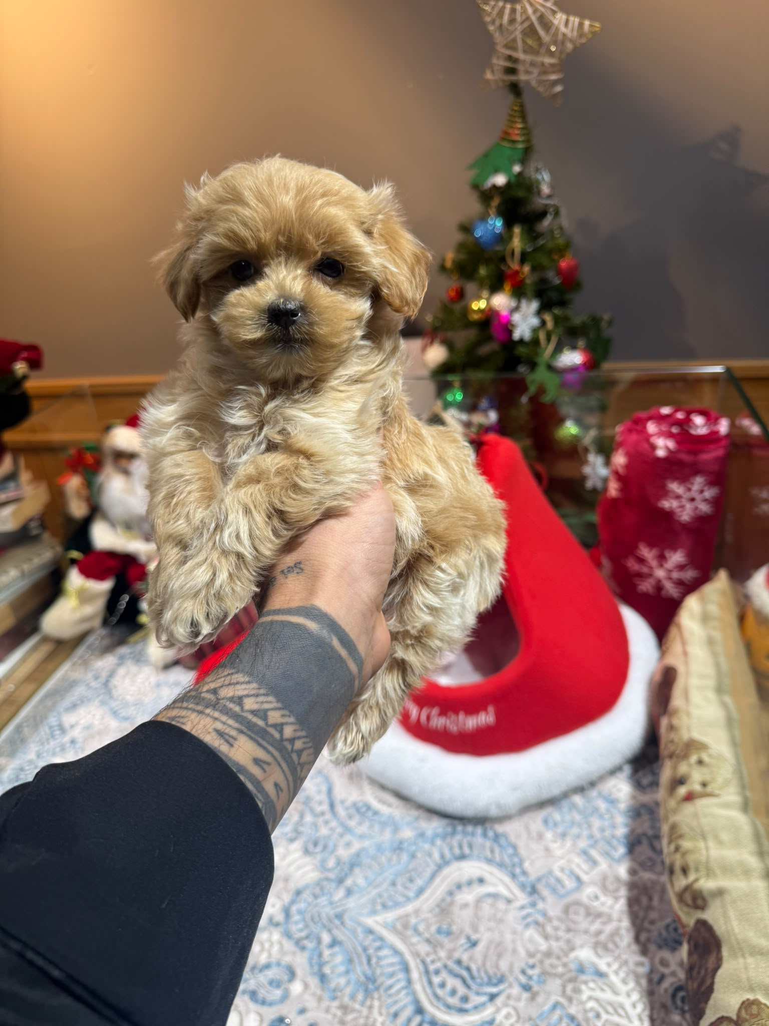 Phoebe Maltipoo