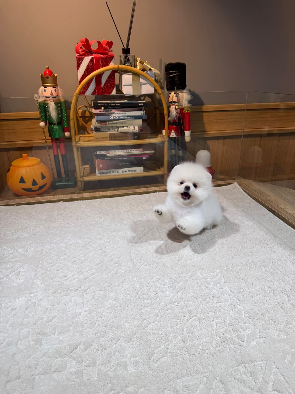 Remy Micro teacup Kore Pomeranian