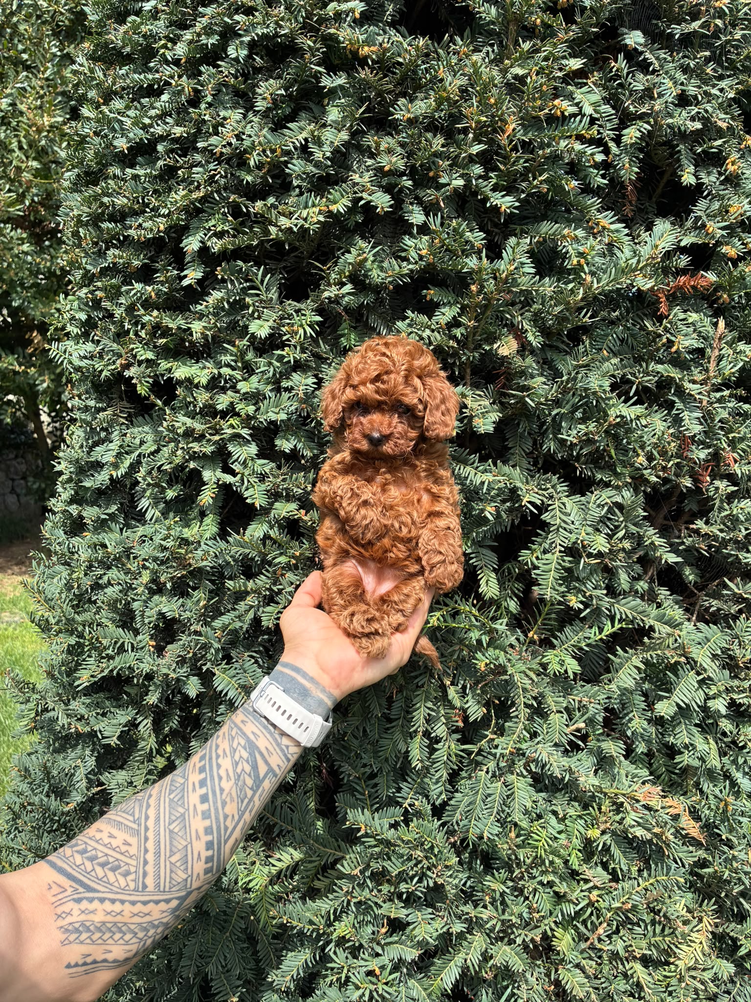 Rosie Kore toy Poodle