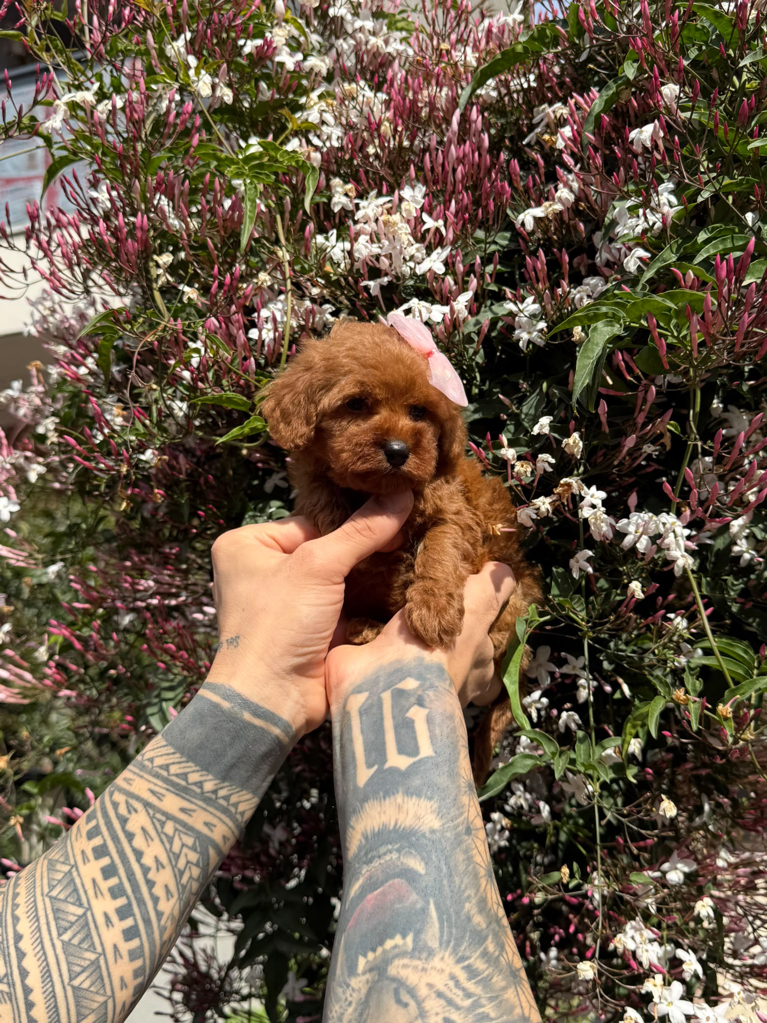 Ruby Teacup Kore Poodle