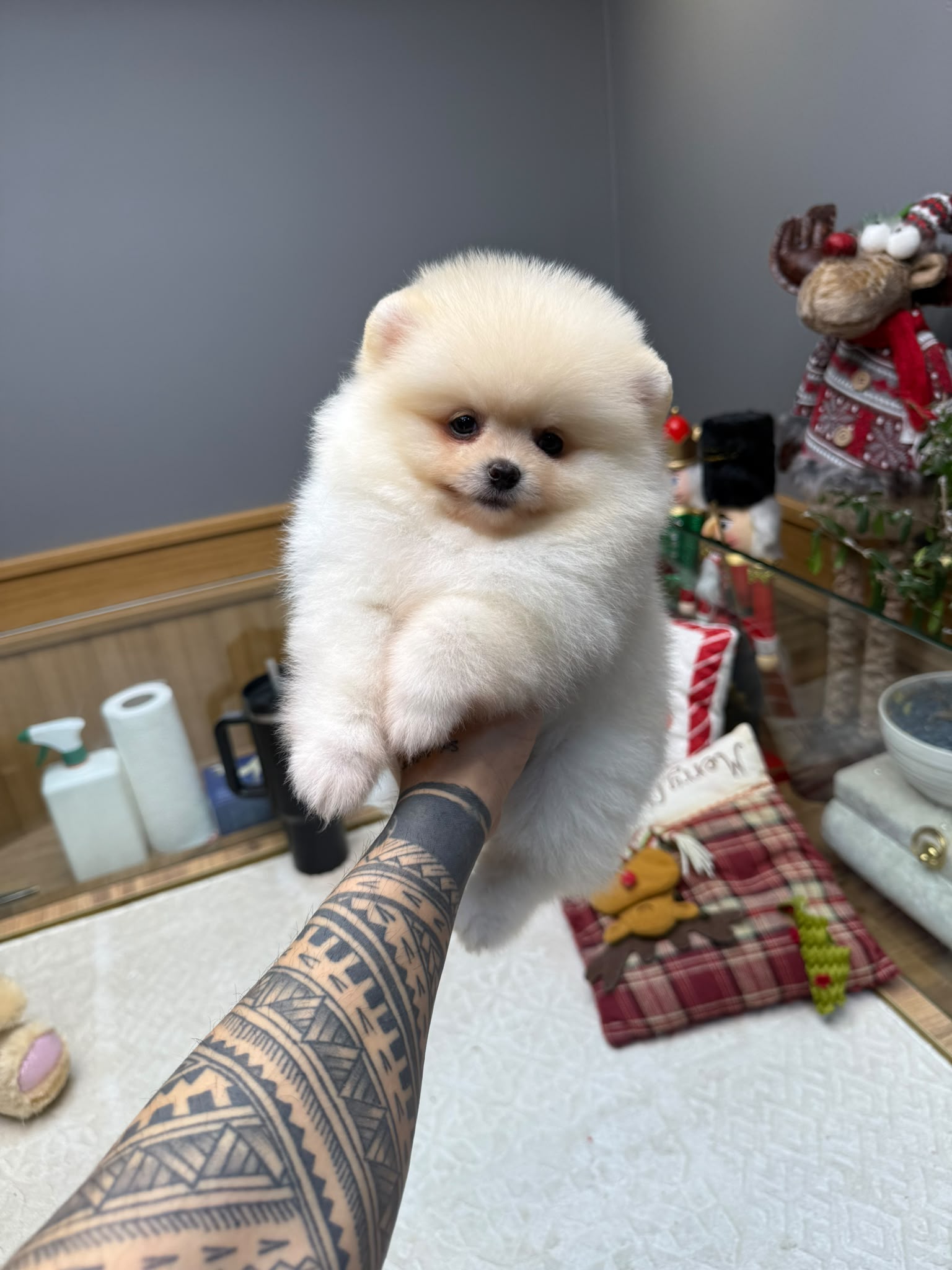 Stella Teacup Kore Pomeranian