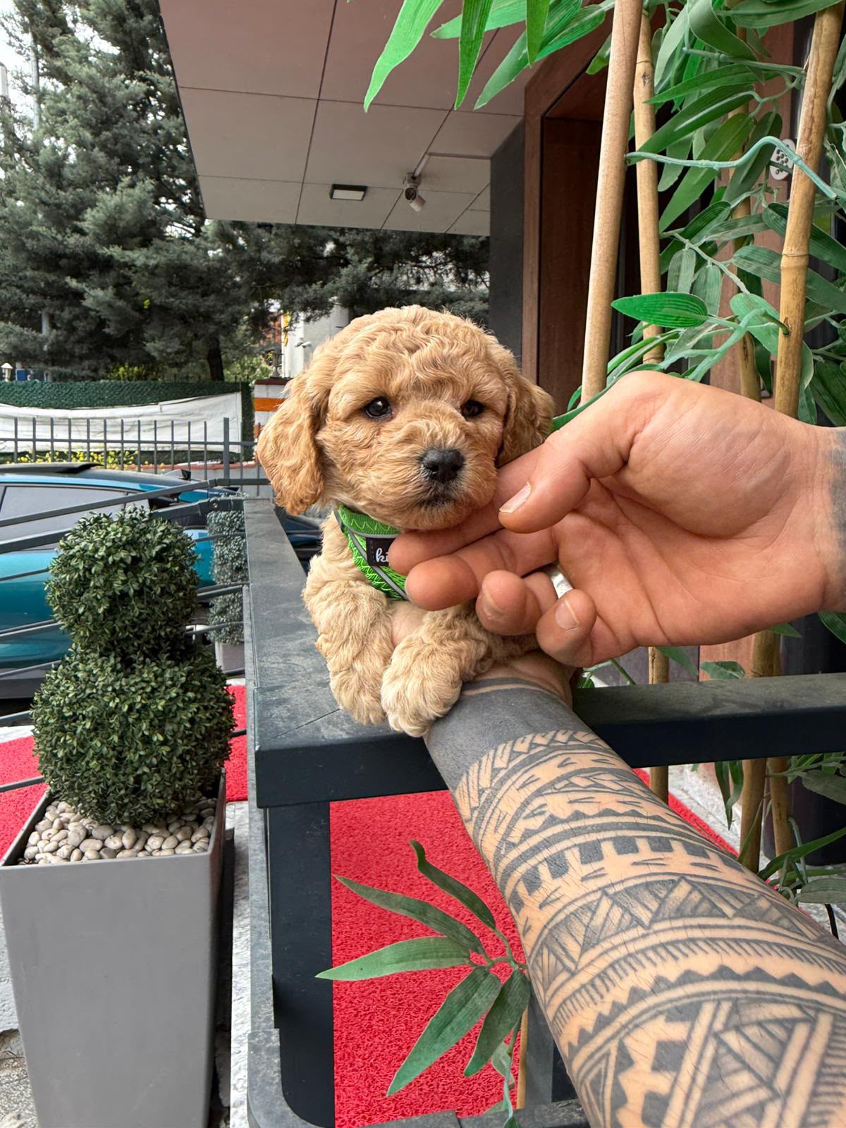 Sunny Kore Maltipoo